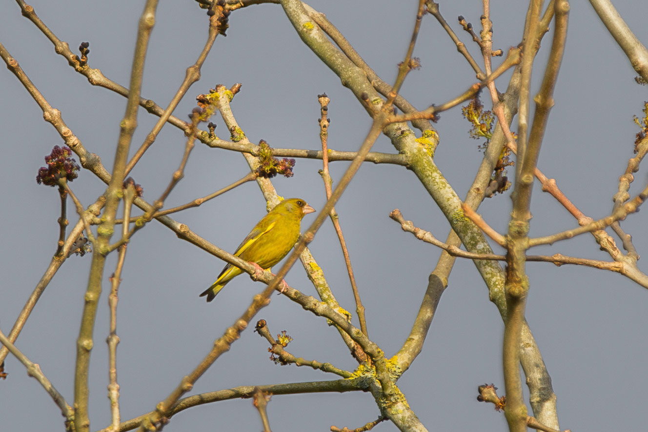 Mellow Yellow