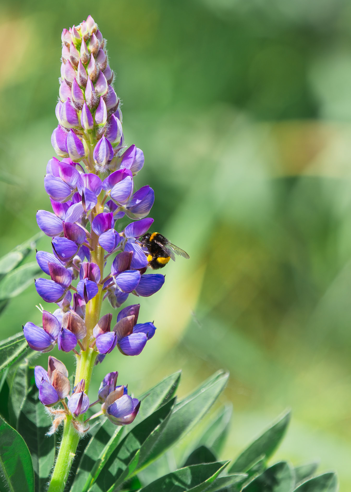 Bee Purple