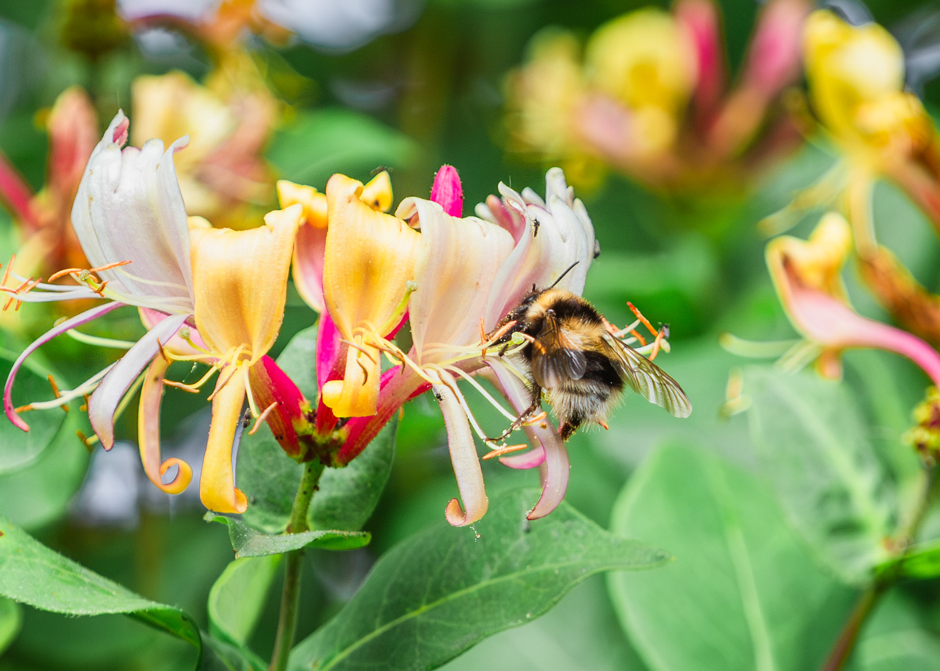 Bee Brave