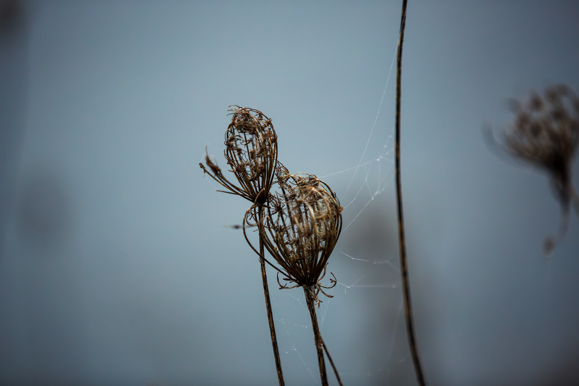 Delicate