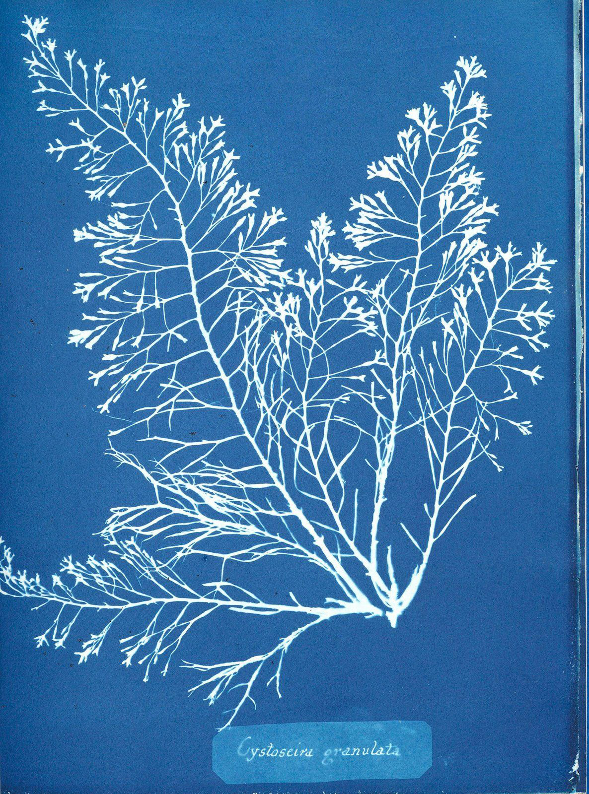 Anna Atkins