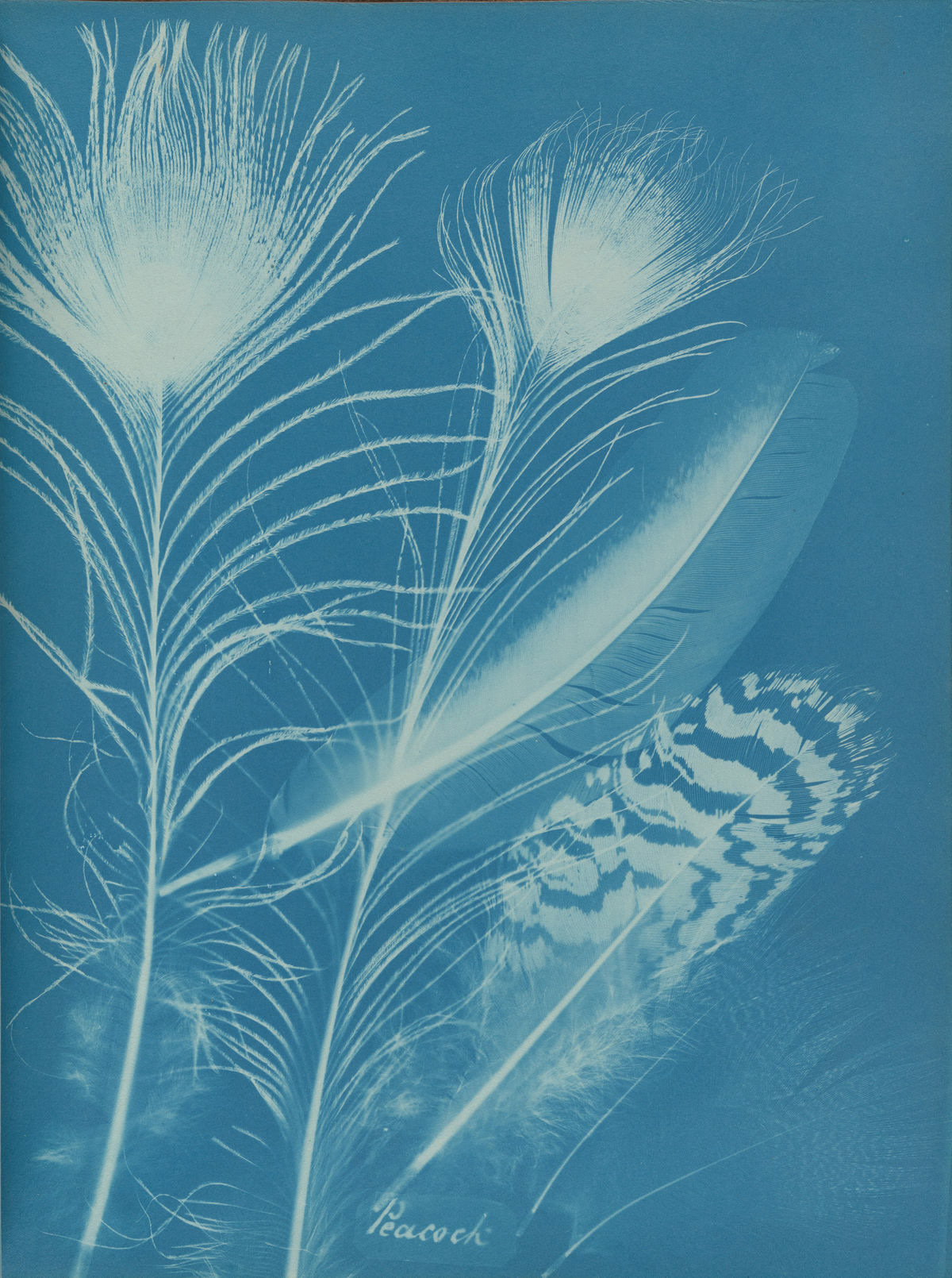 Anna Atkins