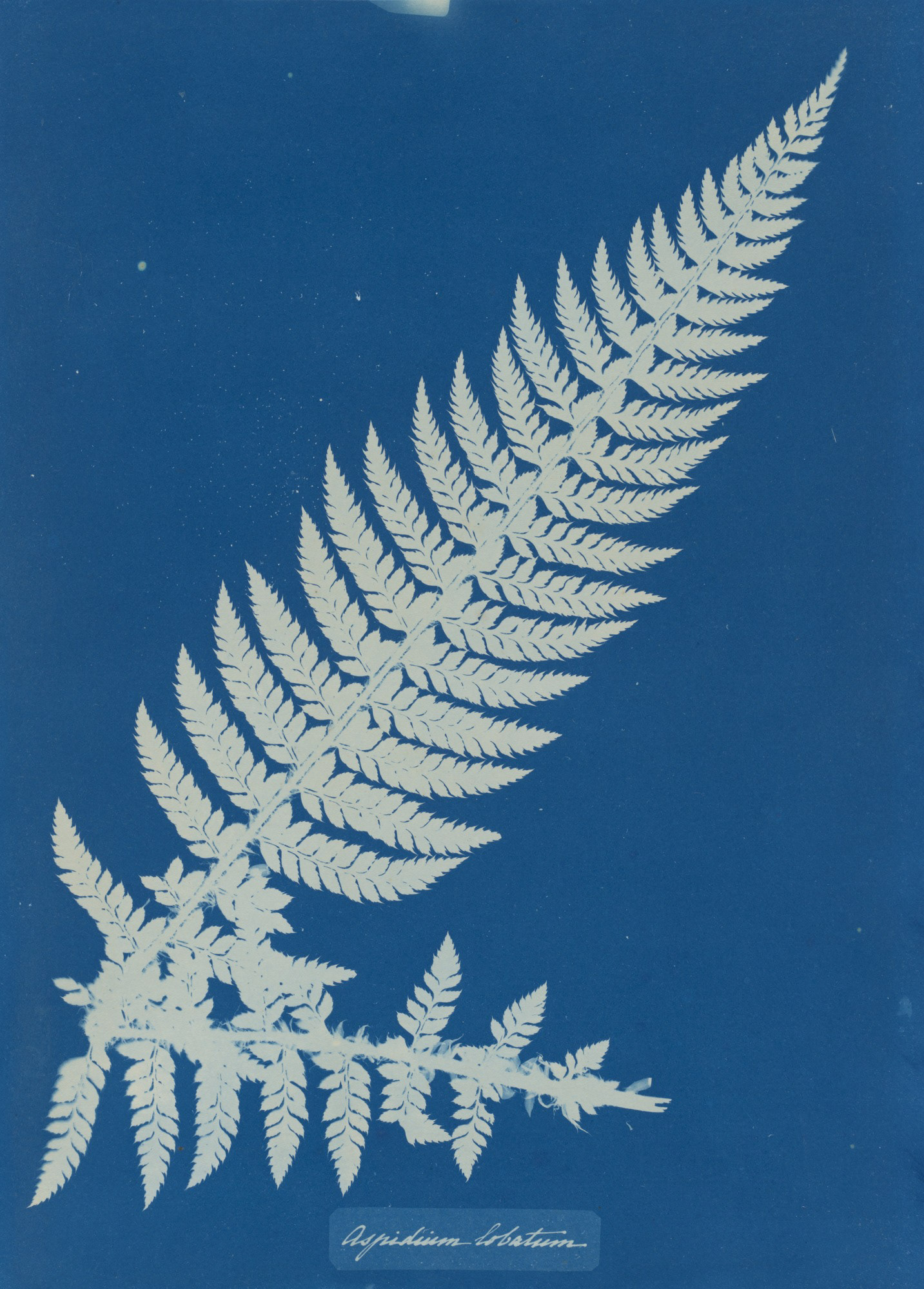 Anna Atkins