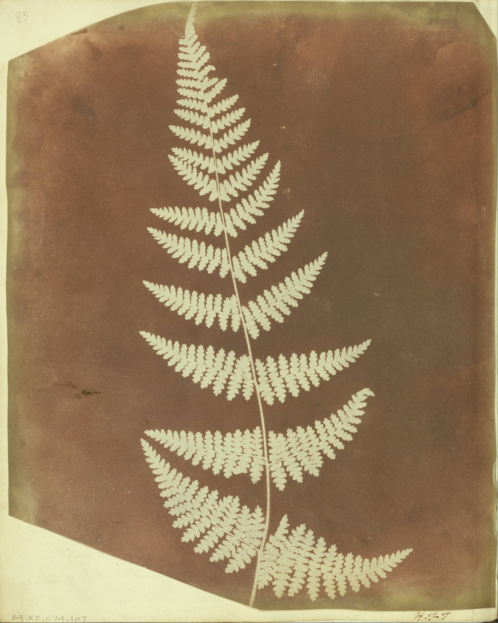 Fox Talbot