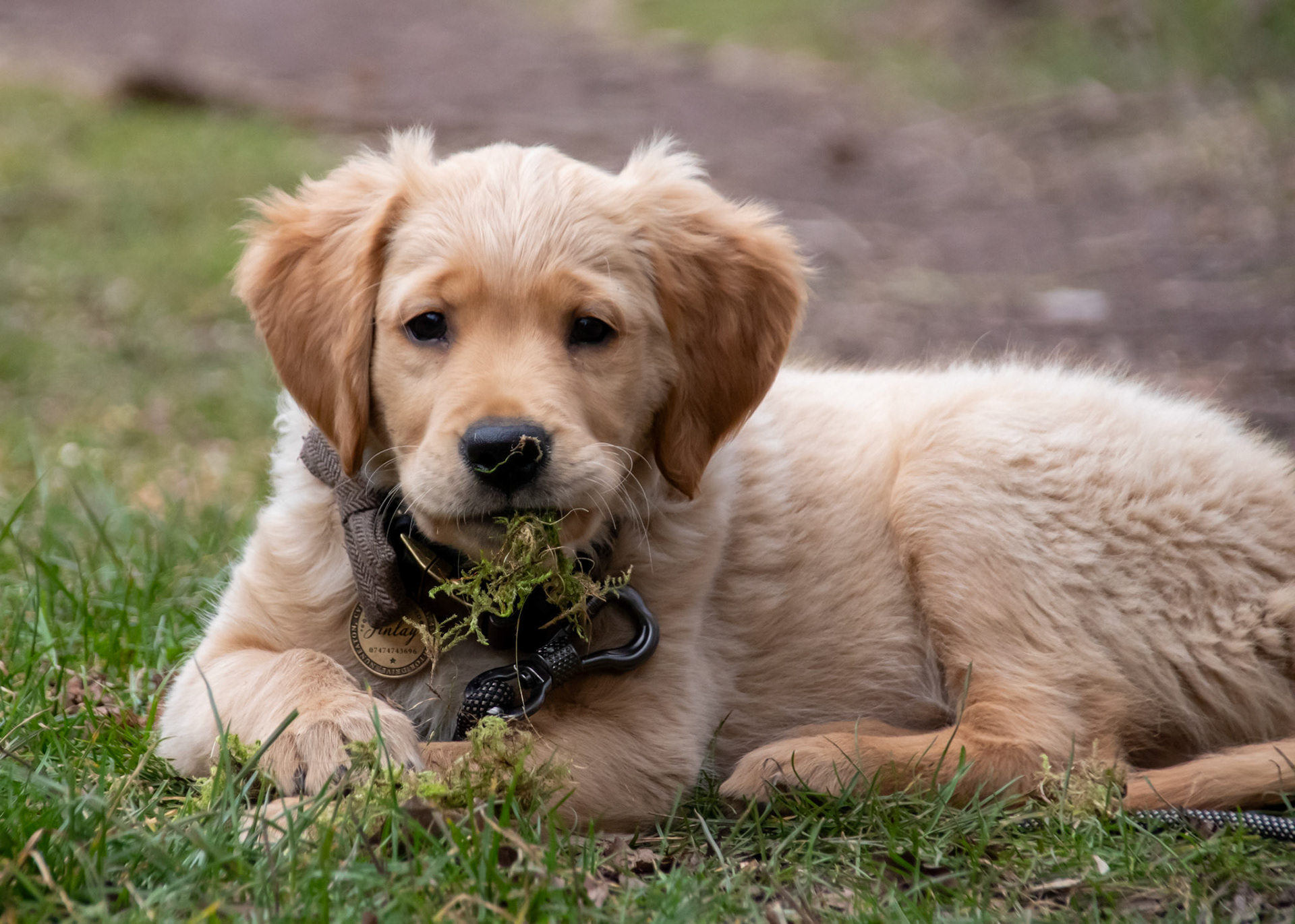 Finlay at 12 weeks old