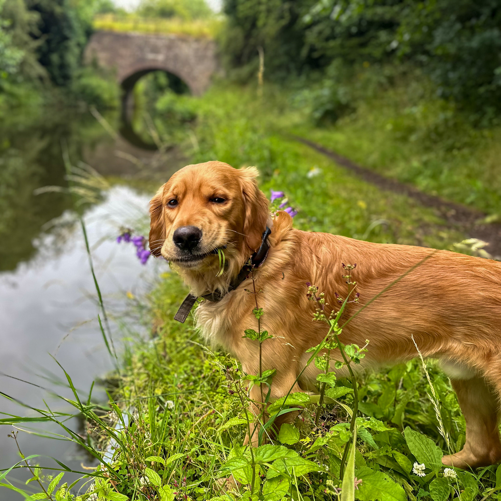 Finlay on the towpath
