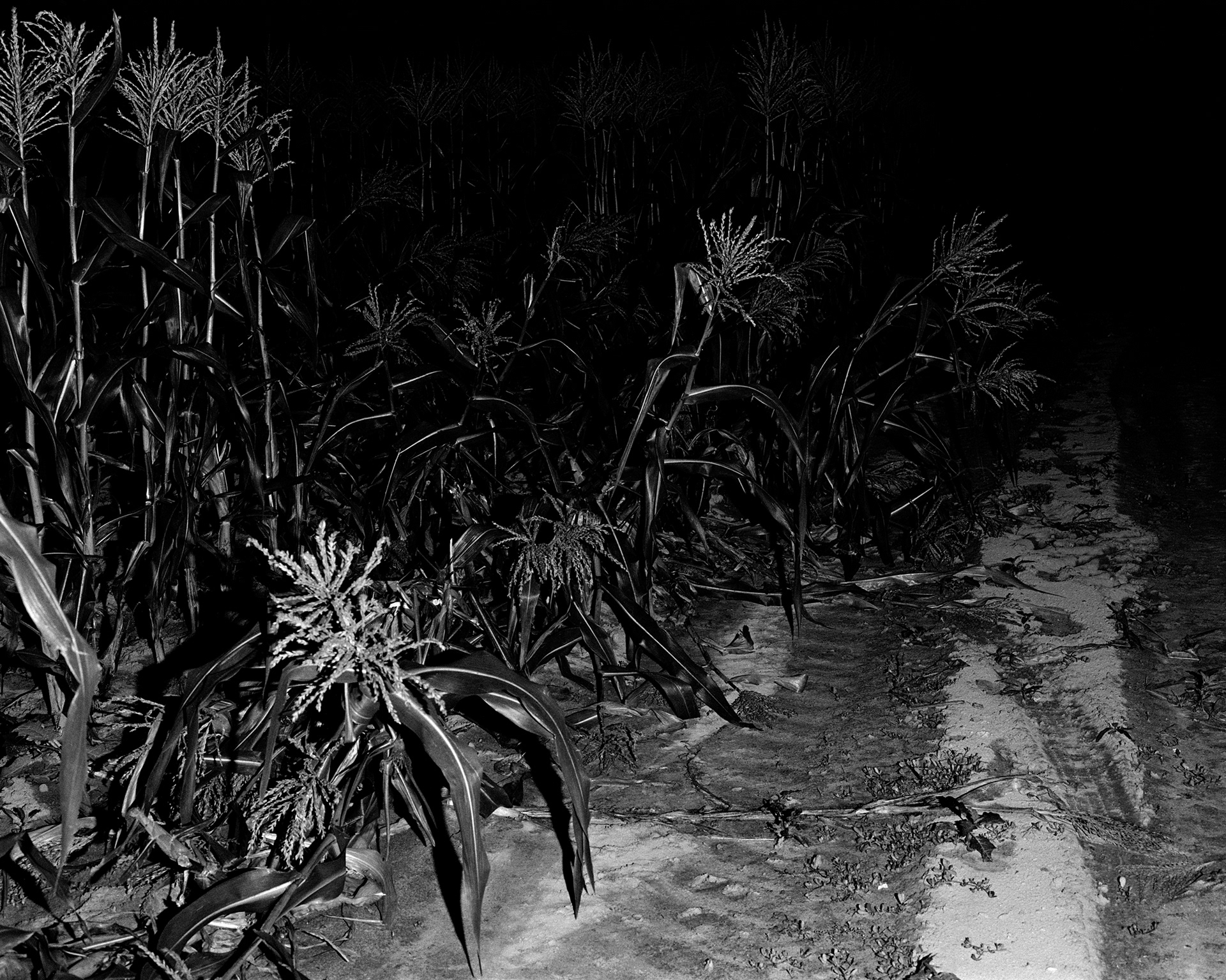 Untitled (Corn), 2025