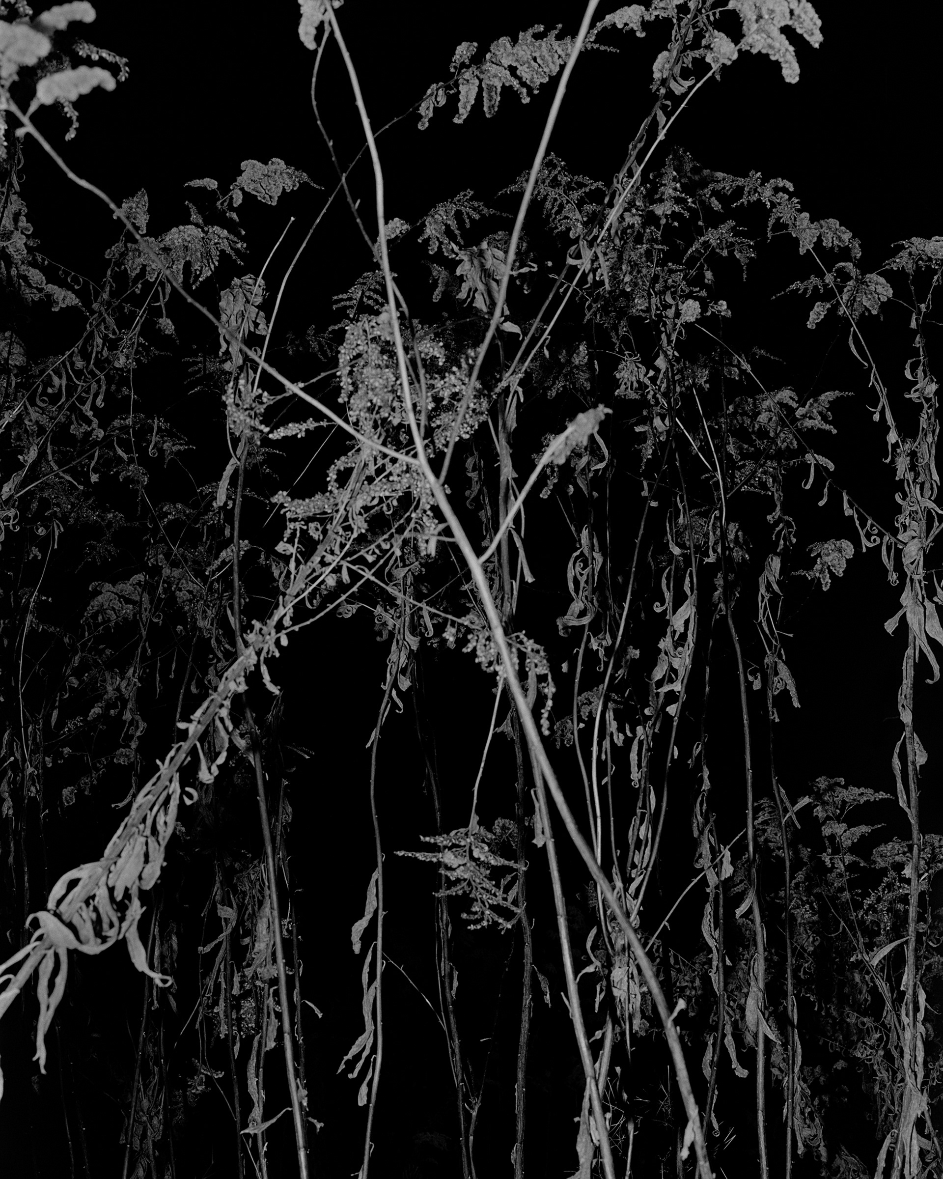 Goldenrod, 2025