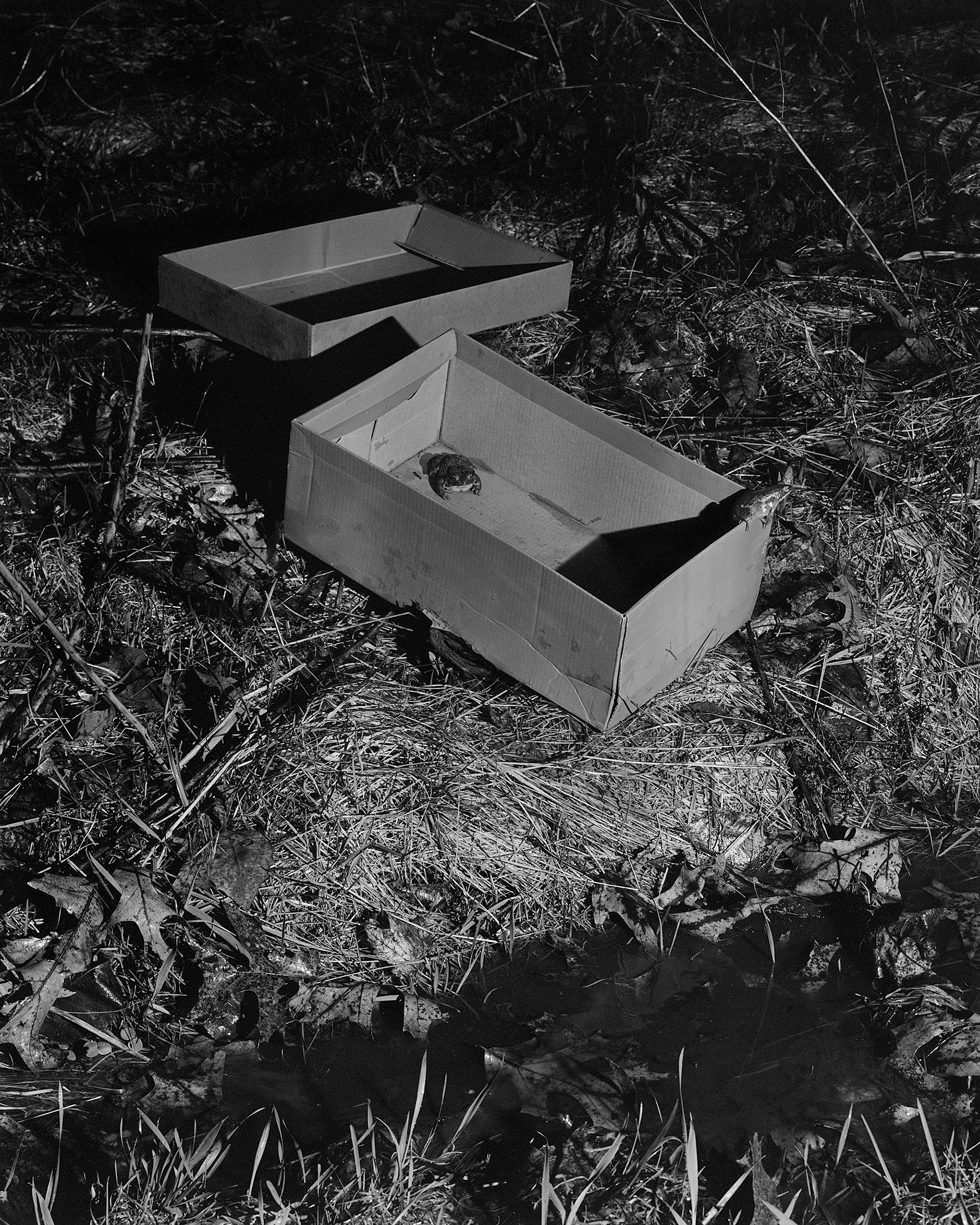 Untitled (Two Frogs), 2026