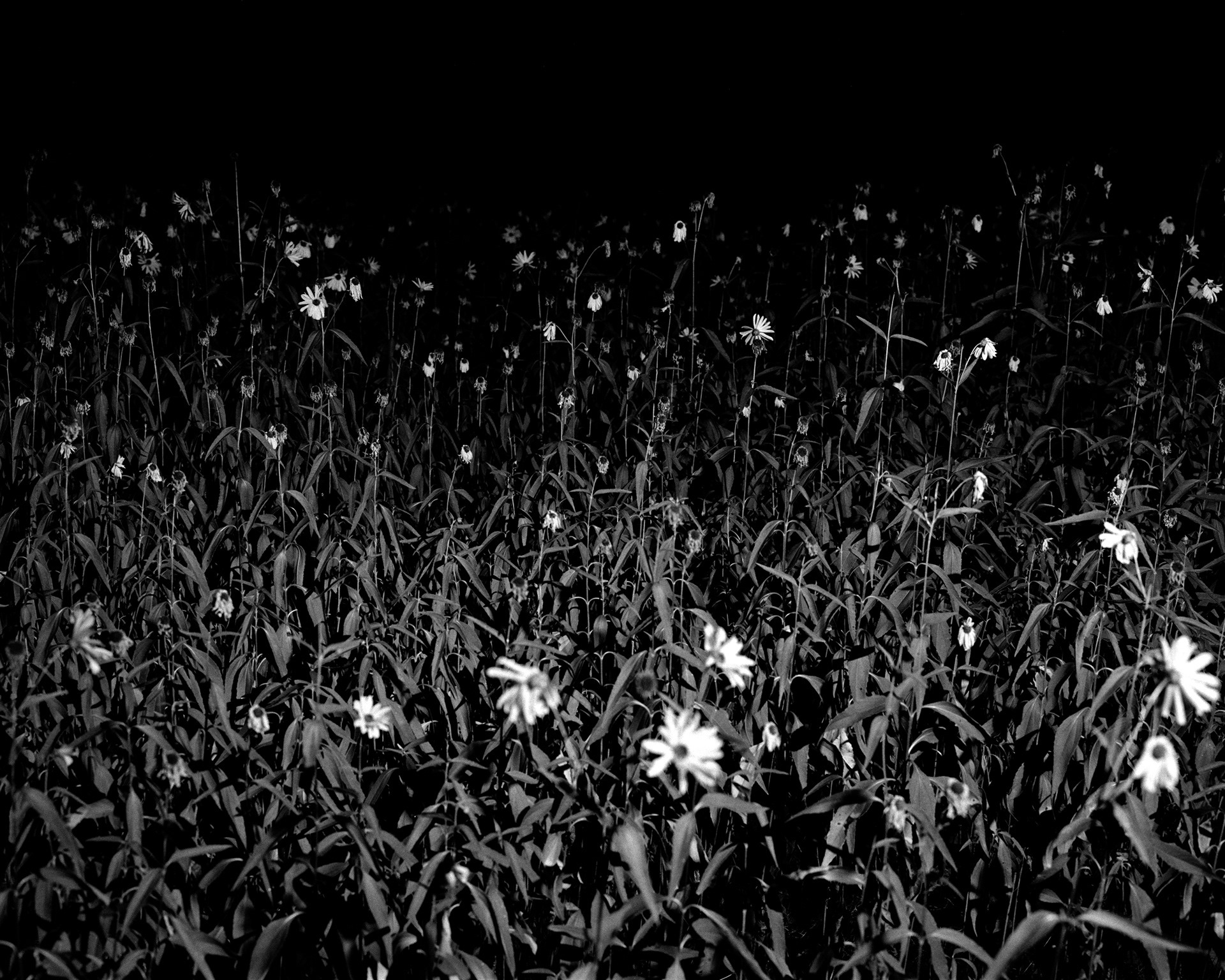 Heliopsis, 2025