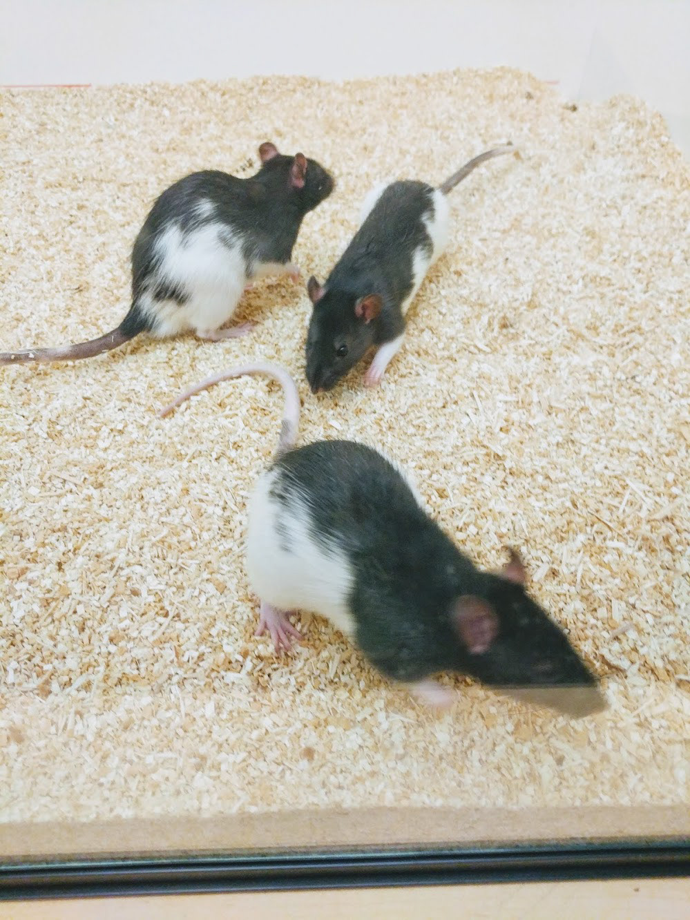 Rats playing in an observation tank