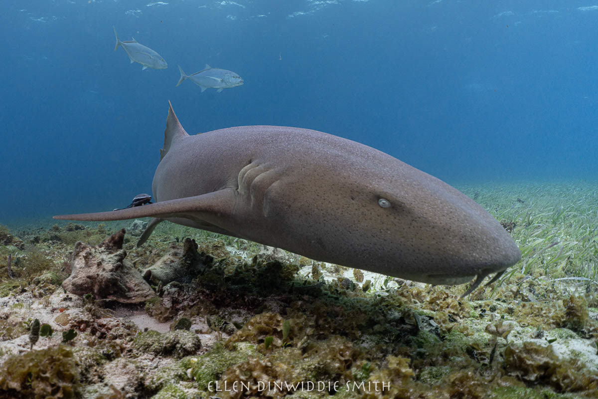 nurseshark