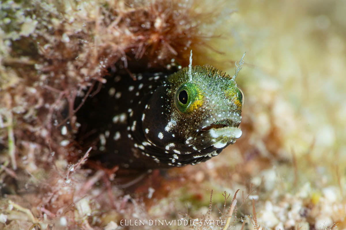 Secretary blenny