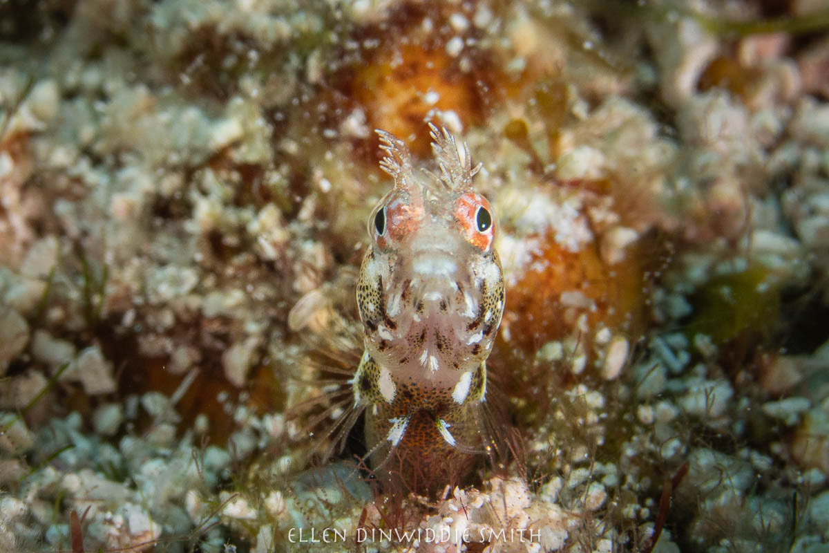 Roughead Blenny