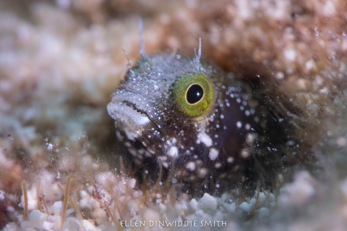 Secretary blenny