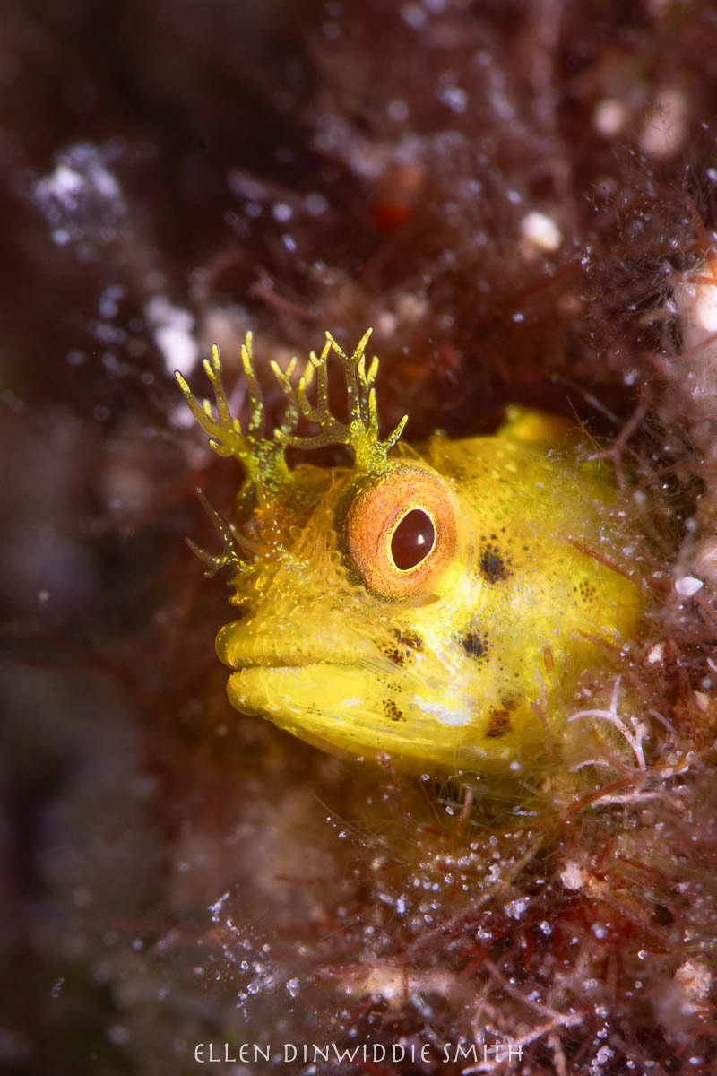 Yellow Roughead Blenny