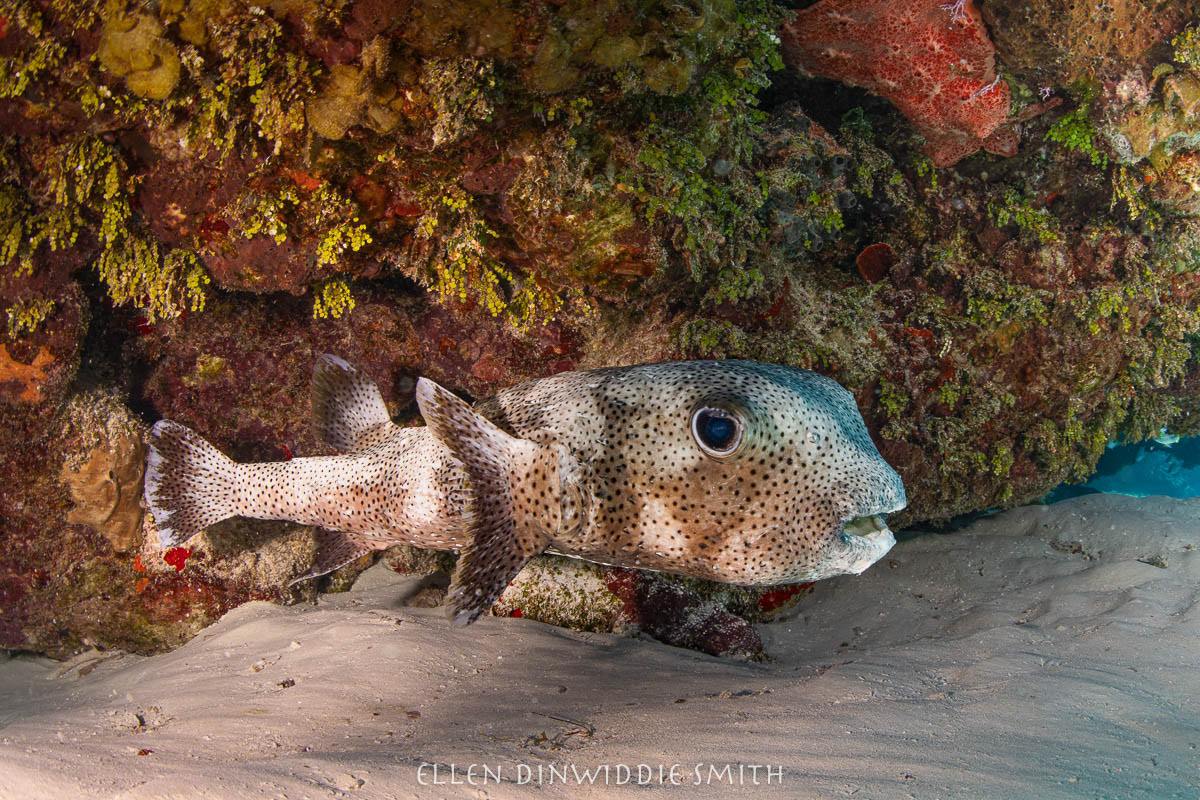 porcupine fish