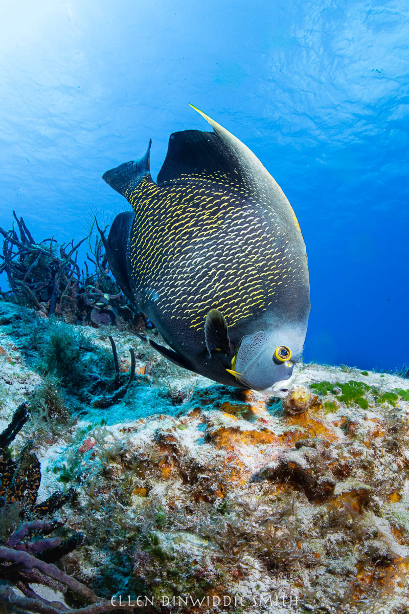 French Angelfish