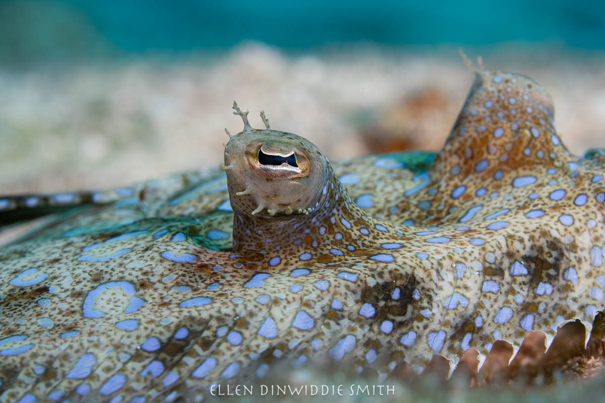 Flounder (macro lens)