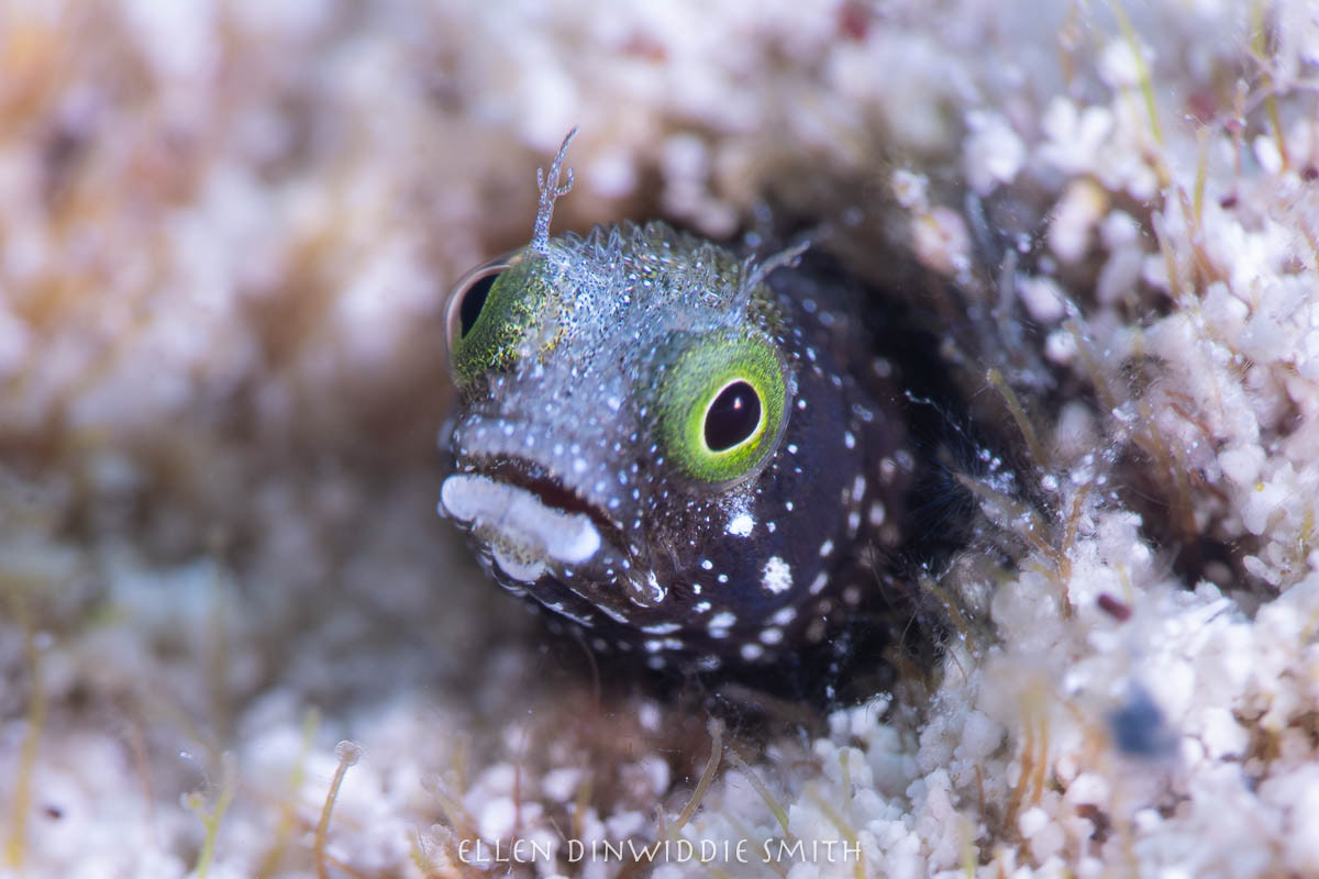 Secretary blenny