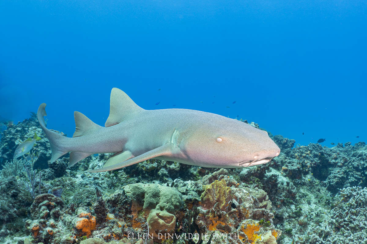 nurseshark