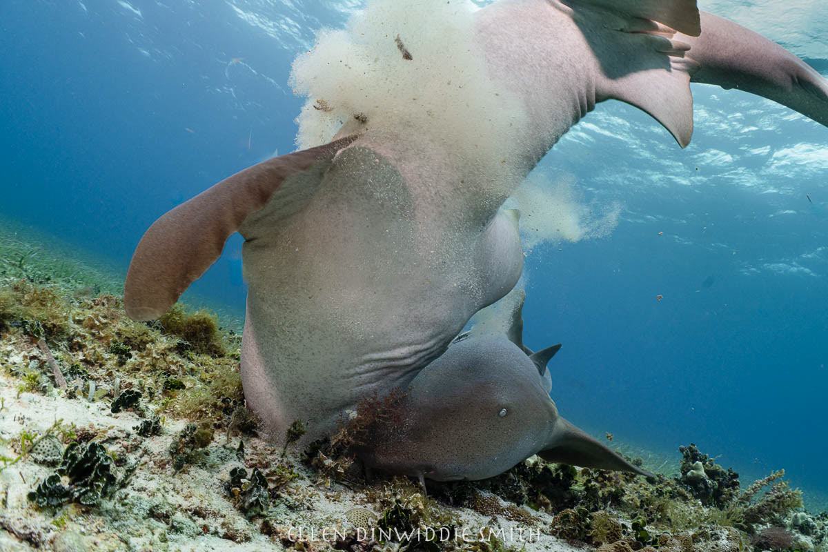 2 nursesharks hunting in the sand