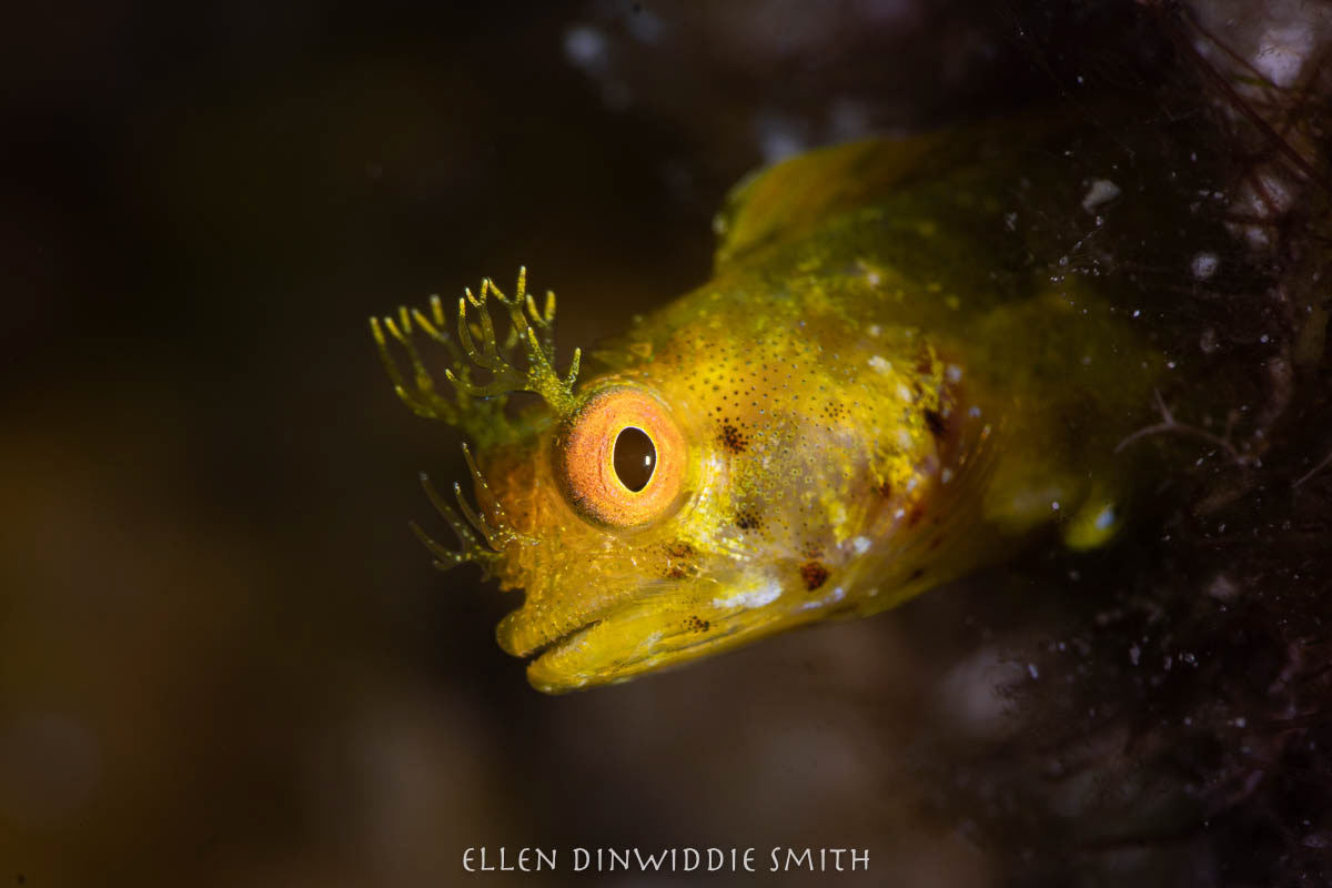 Yellow Roughead Blenny