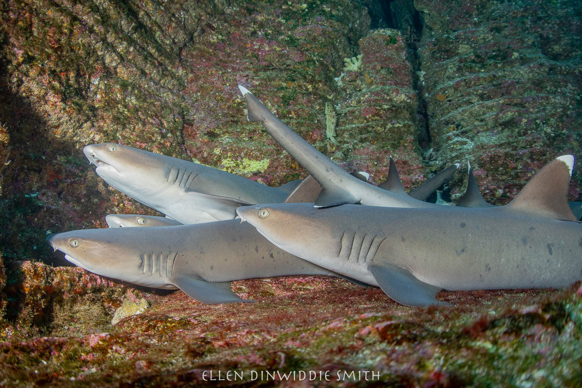 whitetip reef sharks