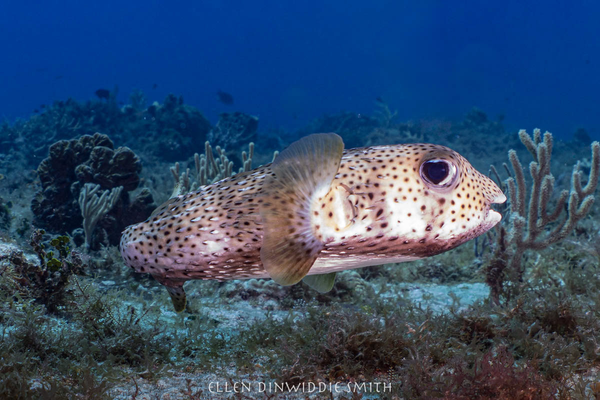 porcupine fish