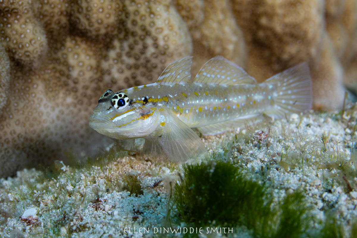Bridled goby