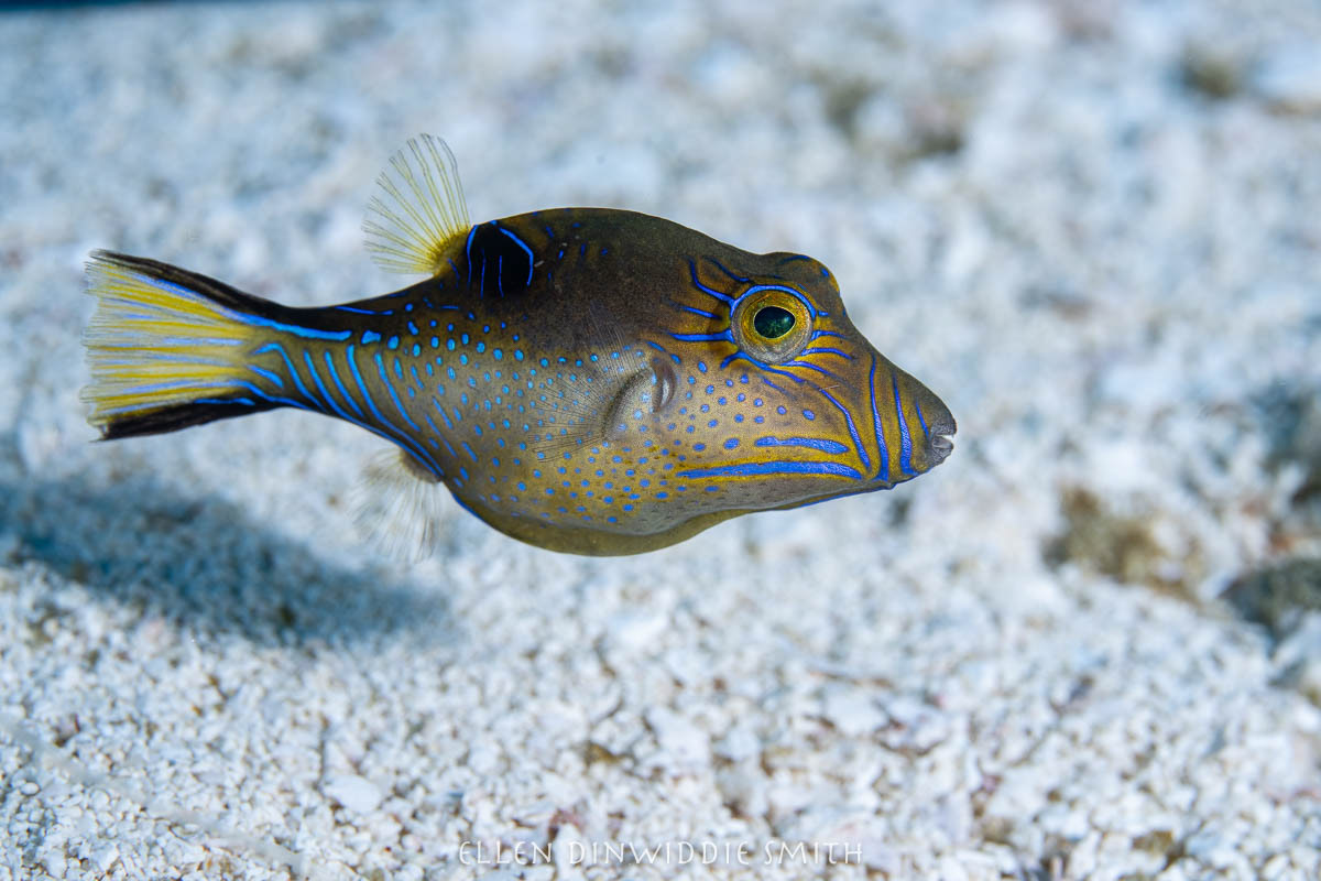 Sharpnose Pufferfish