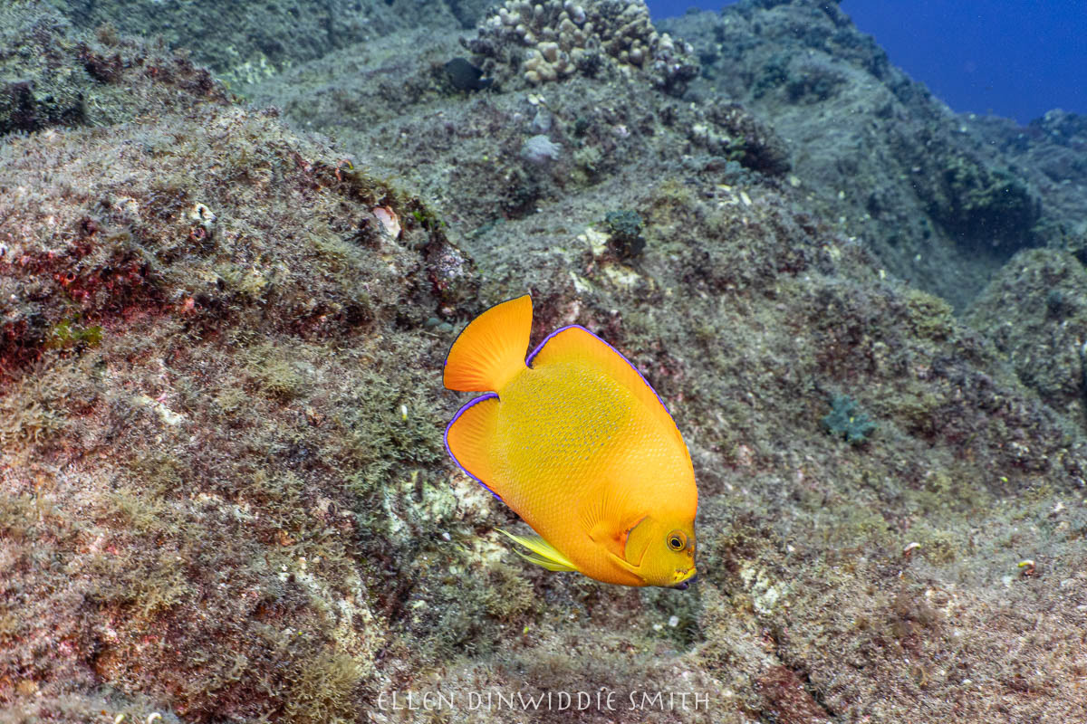 endemic Clarion Angelfish (they clean the mantas)
