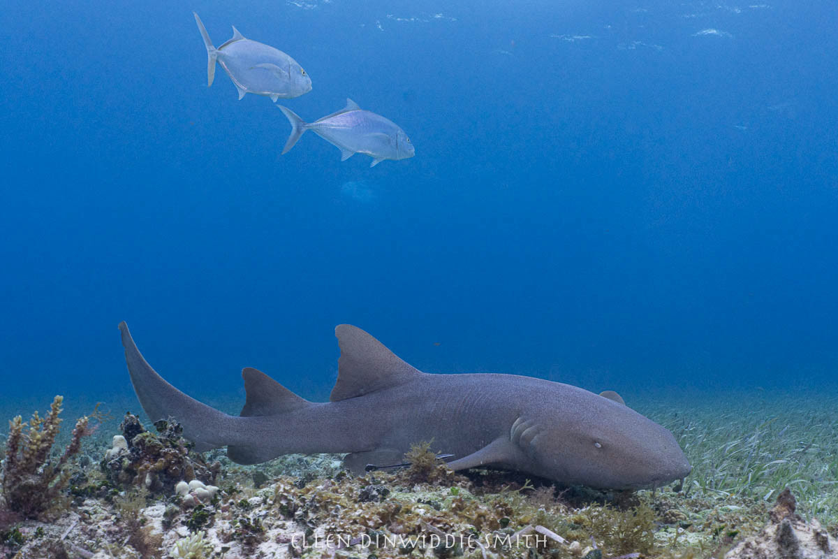 nurseshark