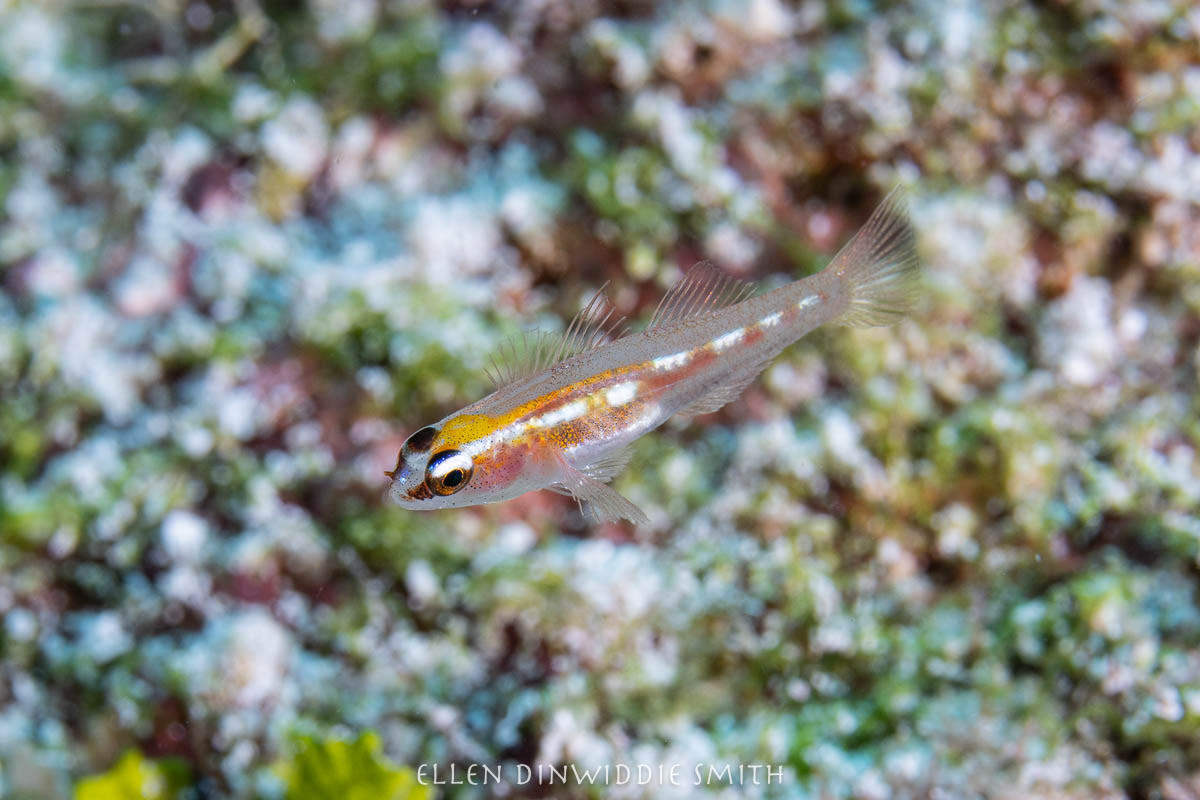 glass goby