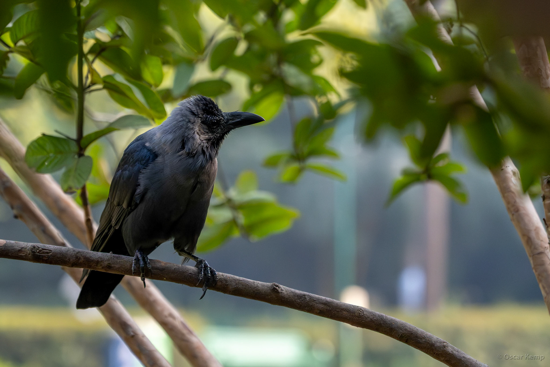 New Delhi-Gokalpuri / Curious and clever Indian Crow (Corvus splendens) in Lodhi Garden [India 2025 11]