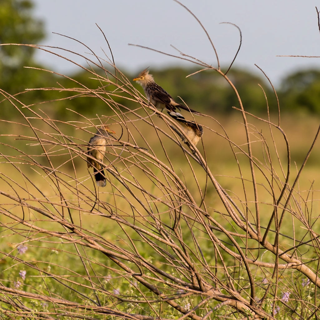 Mato Grosso do Sul-Santa Delfina / Family of cute Guira cuckoos or pirincho (Guira guira) [2017 01]
