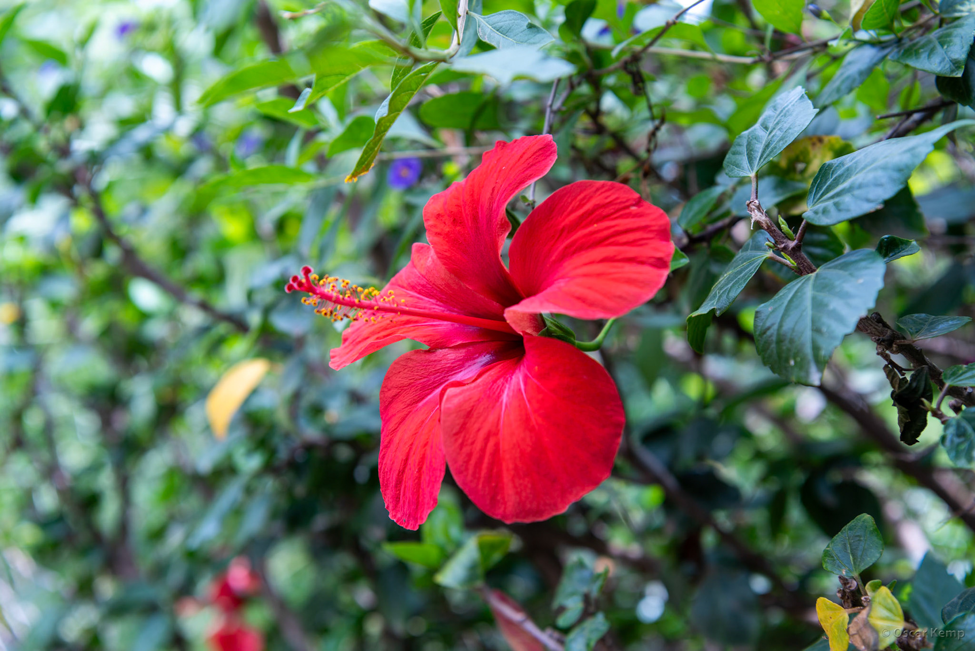 Anima (Andre Heller Garden)-Ait Tiguerte / Hangalampoe or Chinese rose (Hibiscus rosa-sinensis) [Marocco, 2024 04]