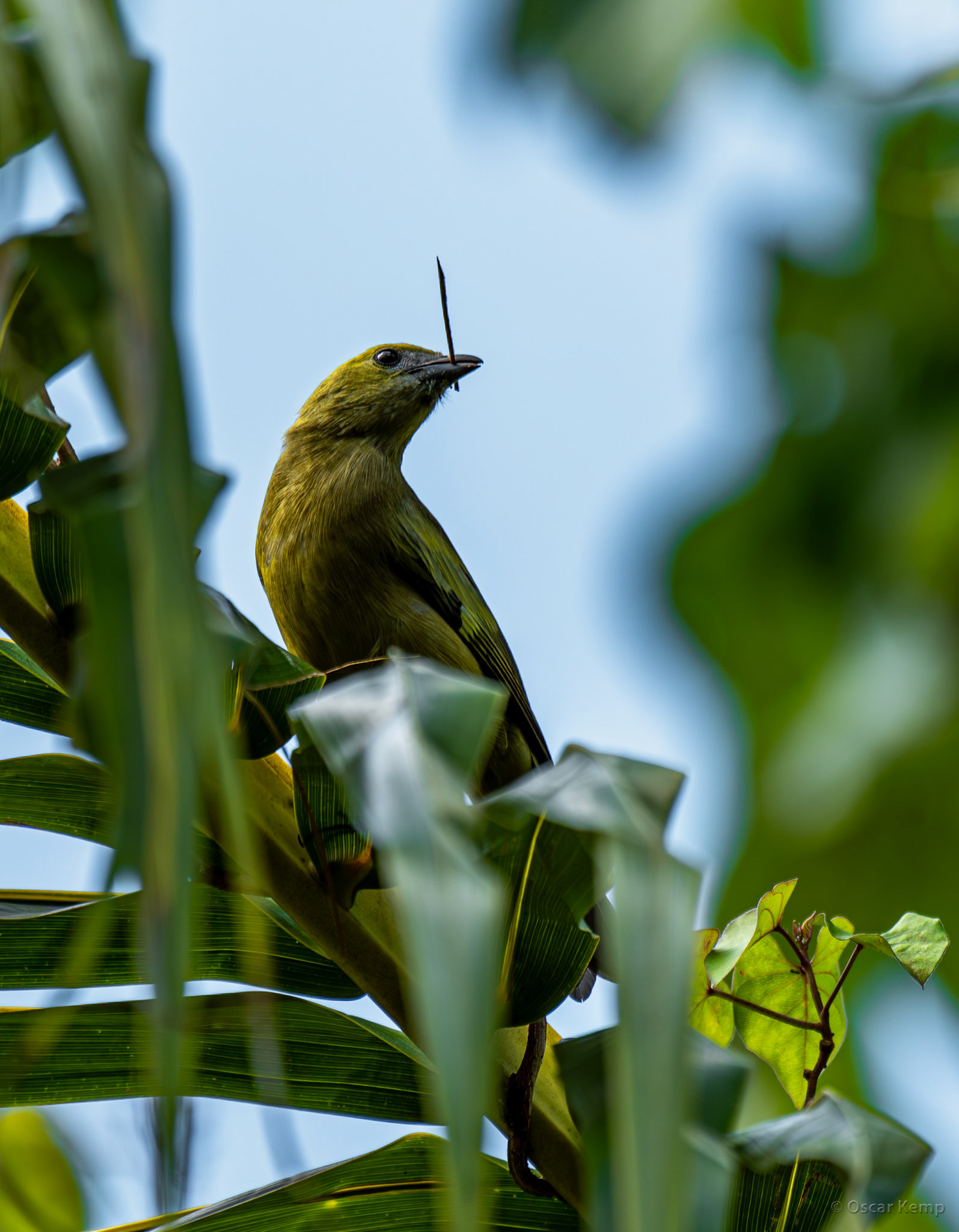 Onverwacht / Krontoblawki or Palmtangare (Thraupis palmarum) collecting nesting material [Suriname, 2019 10]
