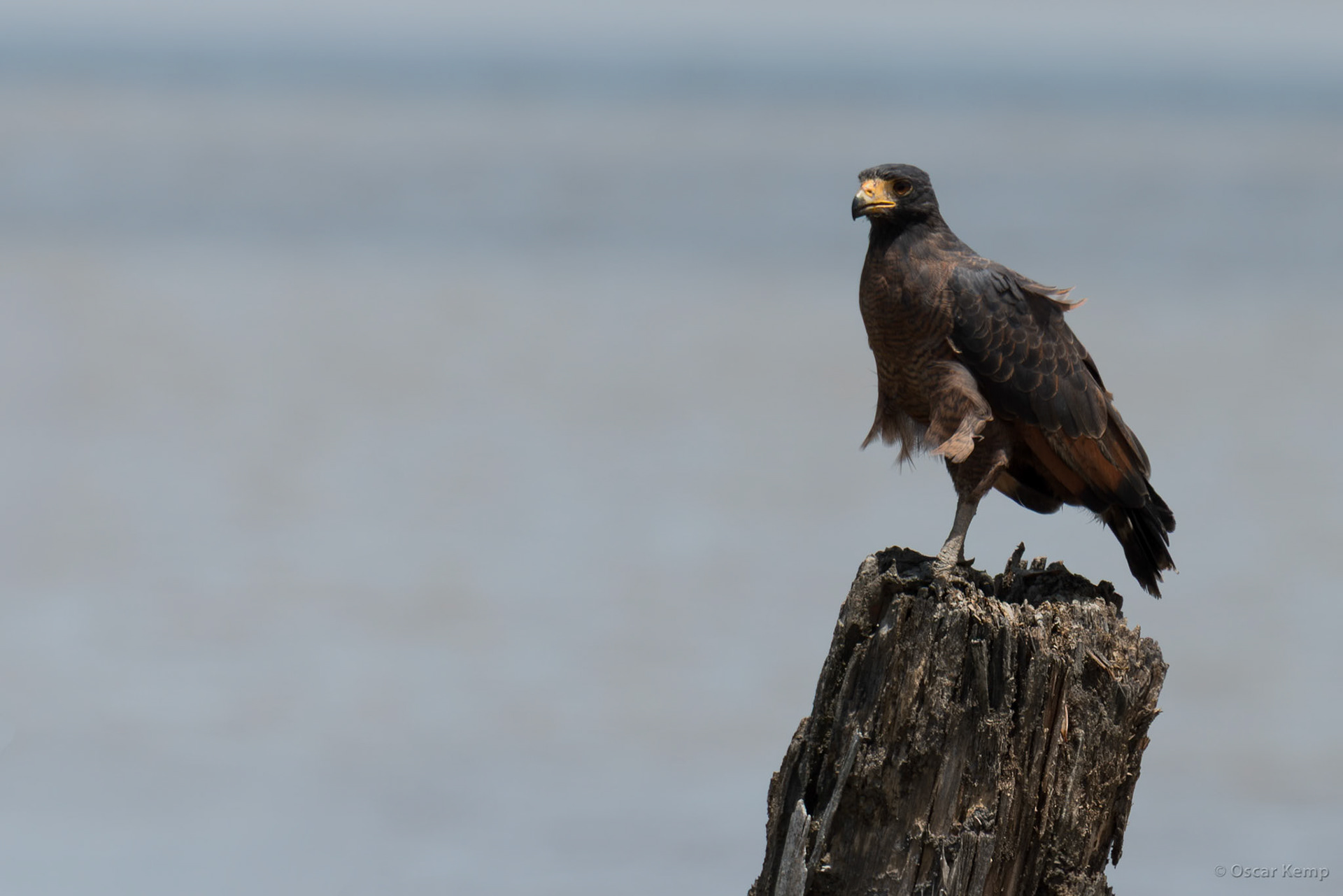Jenny / Krabu aka Rufous Crab-hawk (Buteogallus aequinoctialis) on the lookout [Suriname, 2018 10]