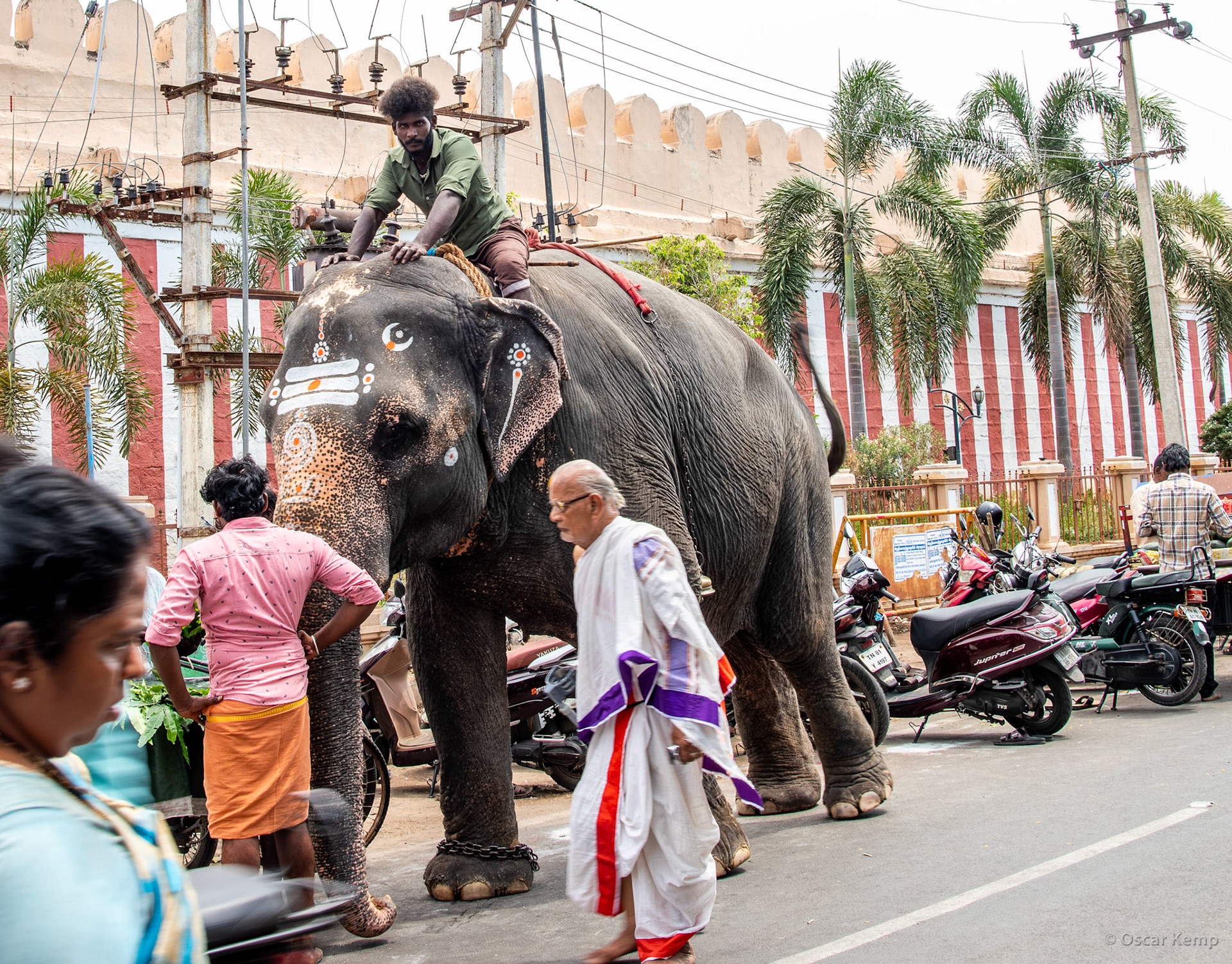 Tiruchirappali / Tame temple elephant near the entrance of the Sri Ranganatha Swamy Temple [India 2024 09]