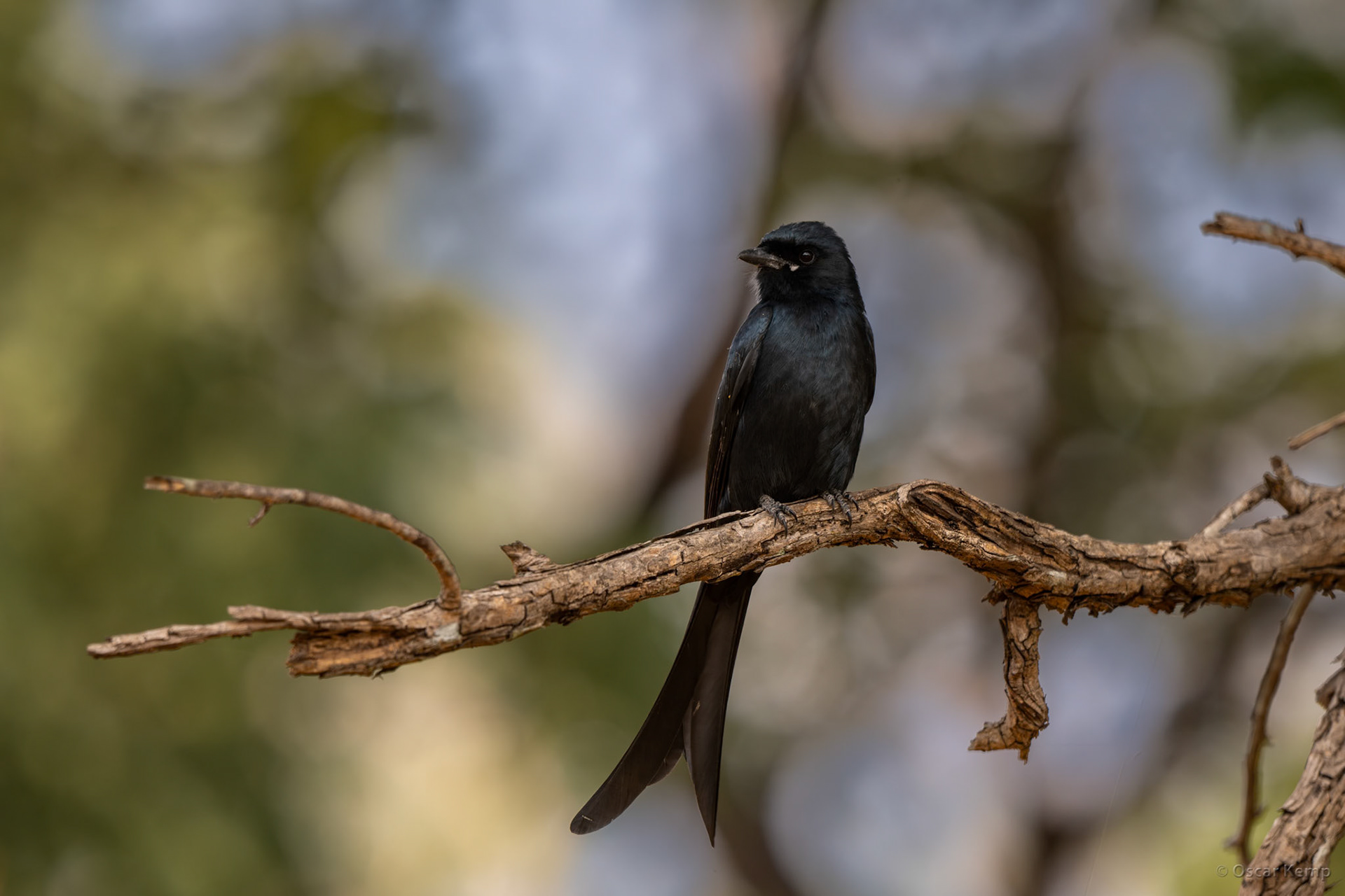 Pench NP,Madhya Pradesh / Iridescent black King drongo (Dicrurus macrocercus), aka Black drongo with its characteristic forked tail [India 2025 11]