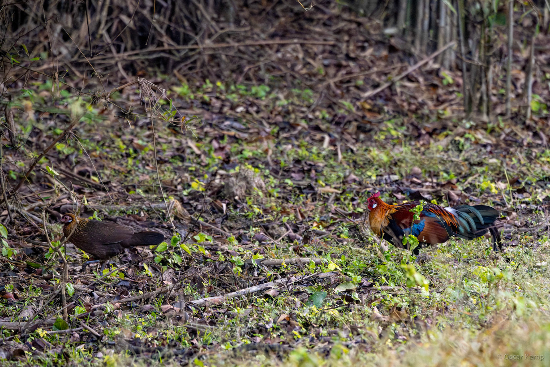 Kanha,Madhya Pradesh / Red junglefowl aka Indian red junglefowl (Gallus gallus): the wild primal chicken 🤯 [India 2025 11]