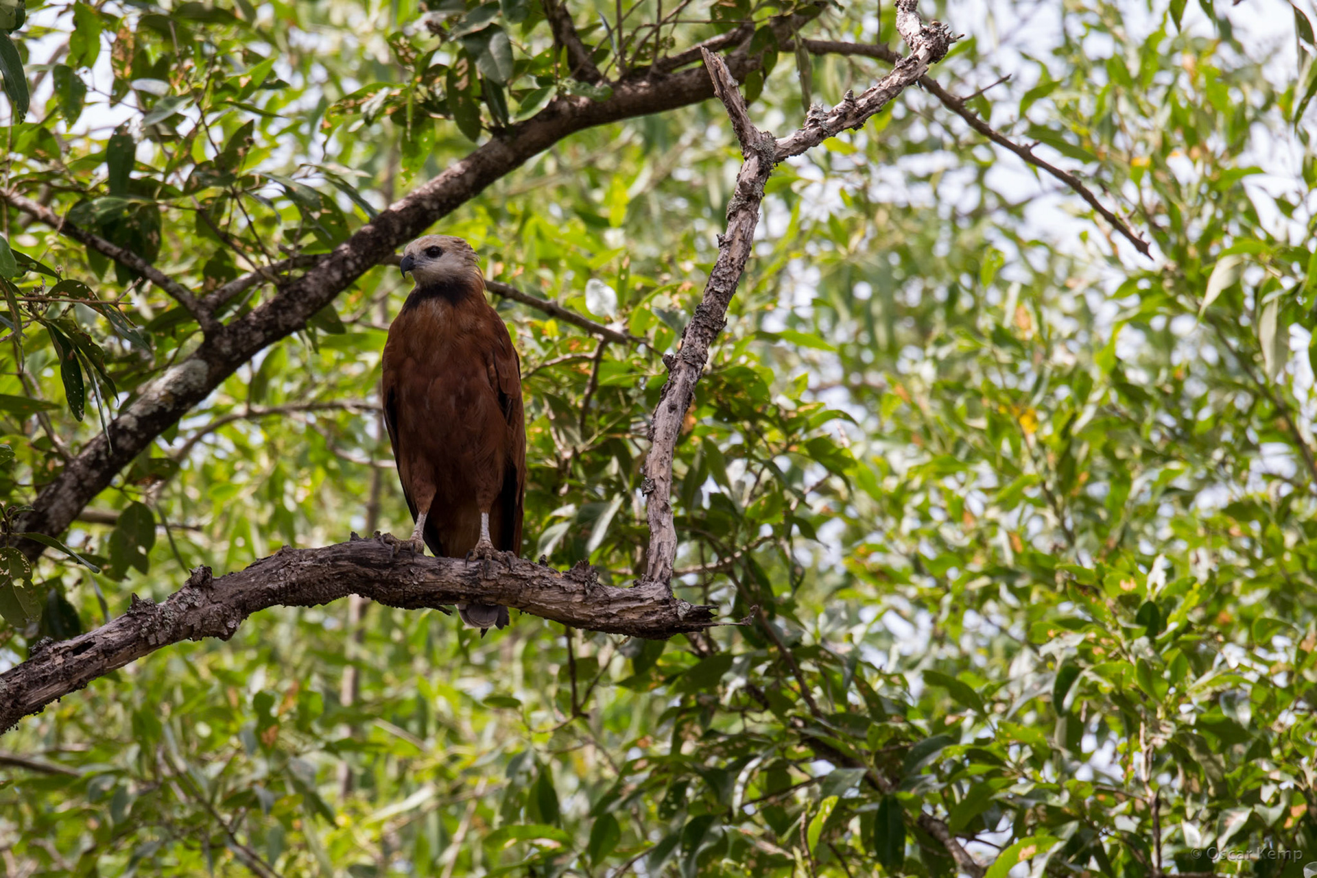 Black-collared hawk (Busarellus nigricollis) aka Babun aká is a true swamp inhabitant [Suriname/Bigi Pan, 2018 10]