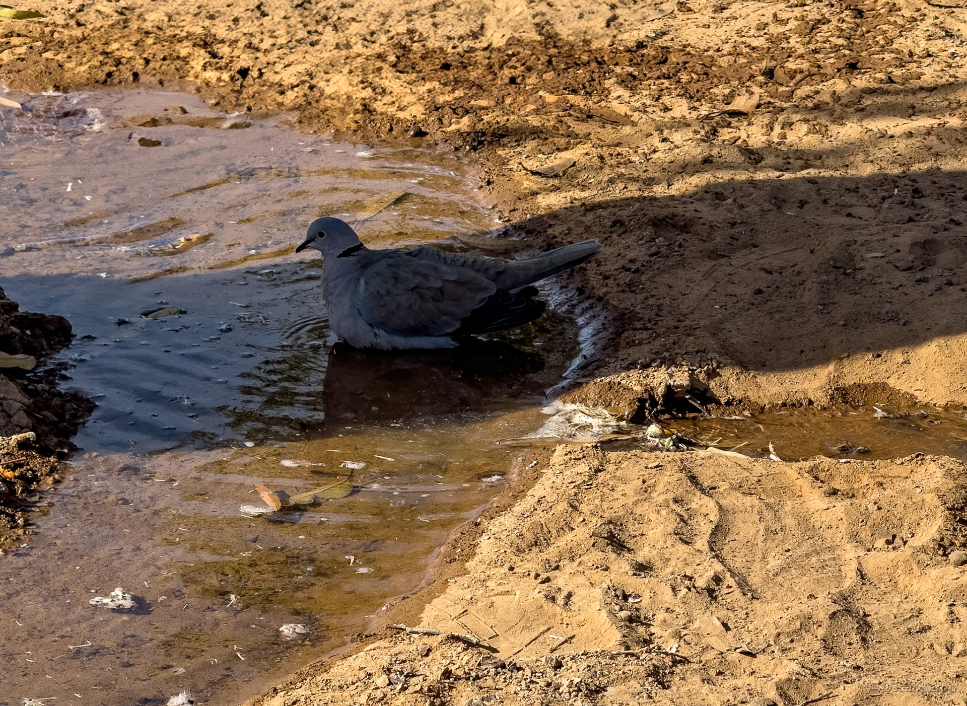 Erfoud / Bathing pigeon (Laughing dove/Spilopelia senegalensis) [Marocco, [2025 02]