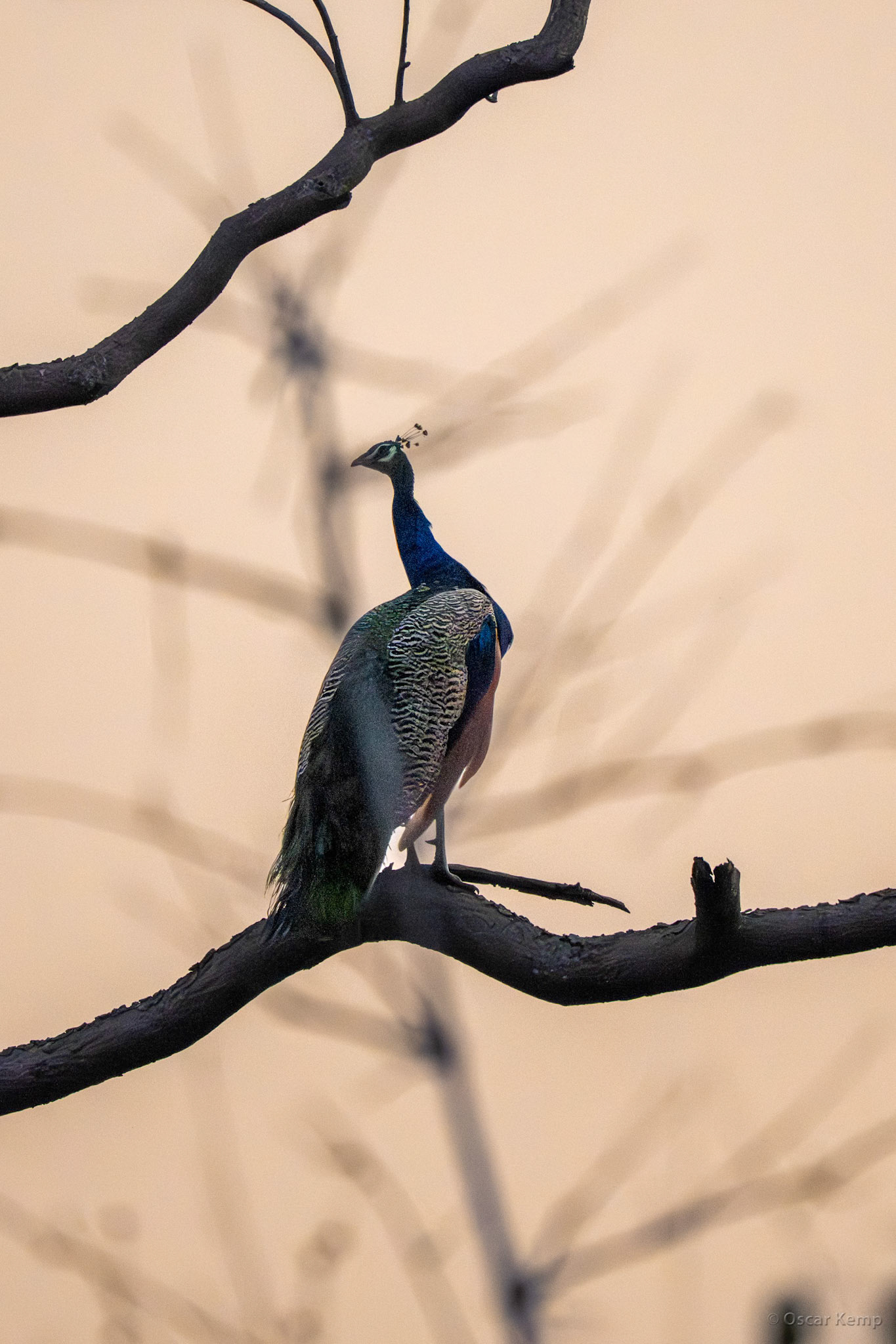 Tadoba,Maharashtra / Immature Indian peacock (Pavo cristatus) perched on a tree branch just before sunset [India 2025 11]