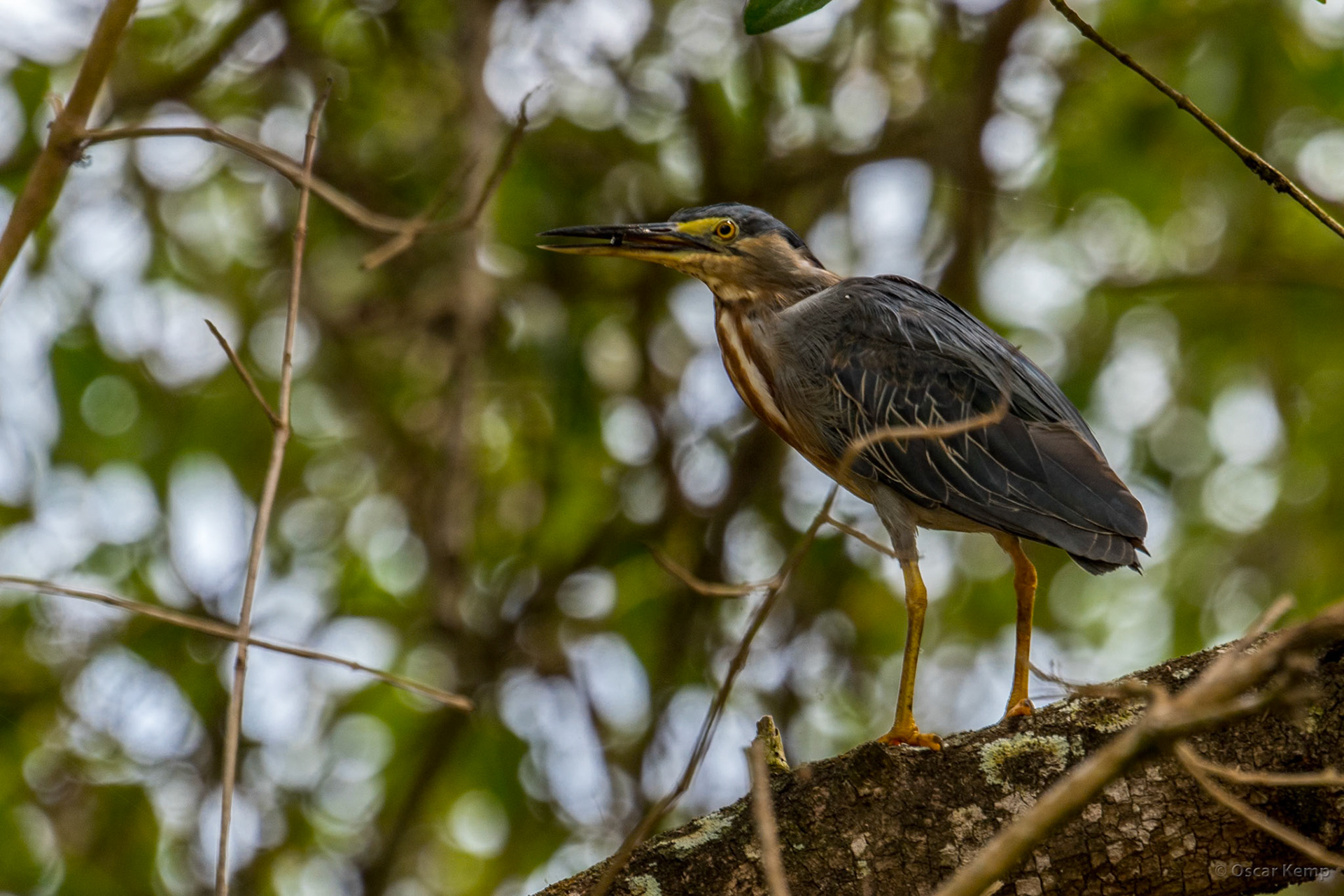 Mangrove heron (Butorides striata) is a clever hunter that attracts fish by carefully placing feathers in shallow water [Suriname/Bigi Pan, 2018 10]