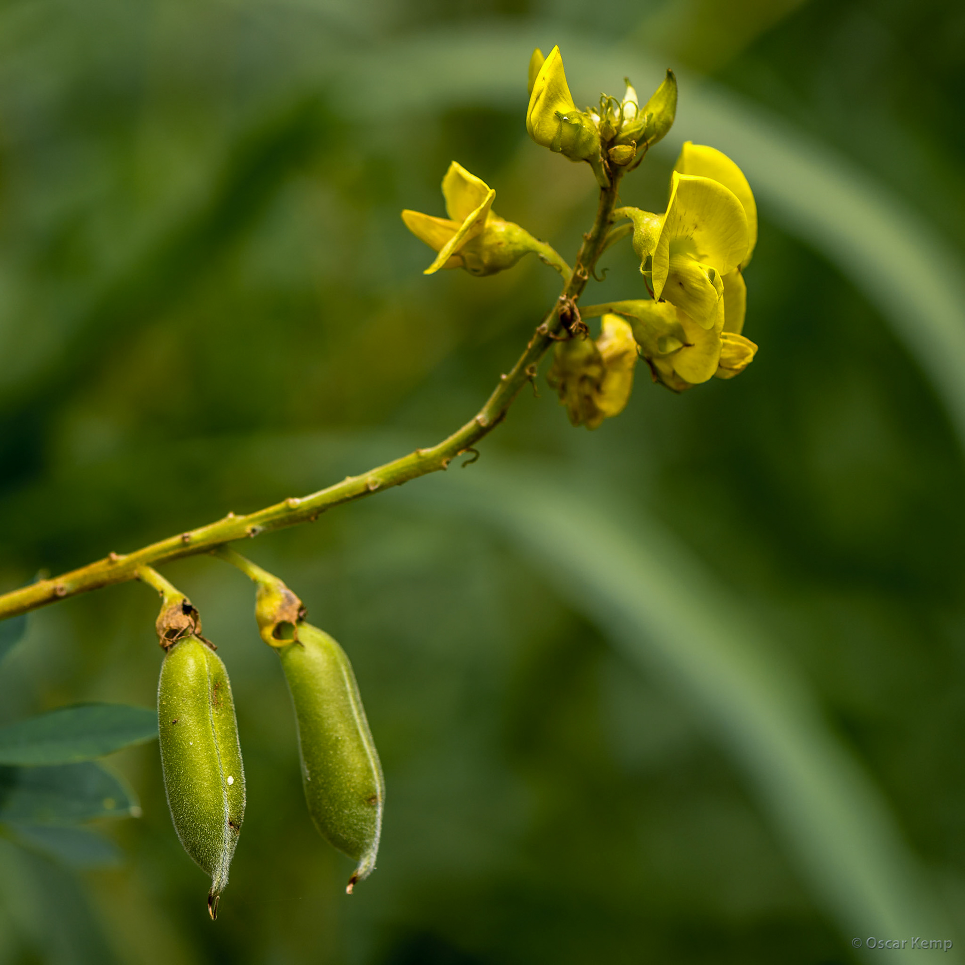 Argentinean Iguazú / Flowering rattleweed or devil-bean (Crotalaria retusa) [2016 12]