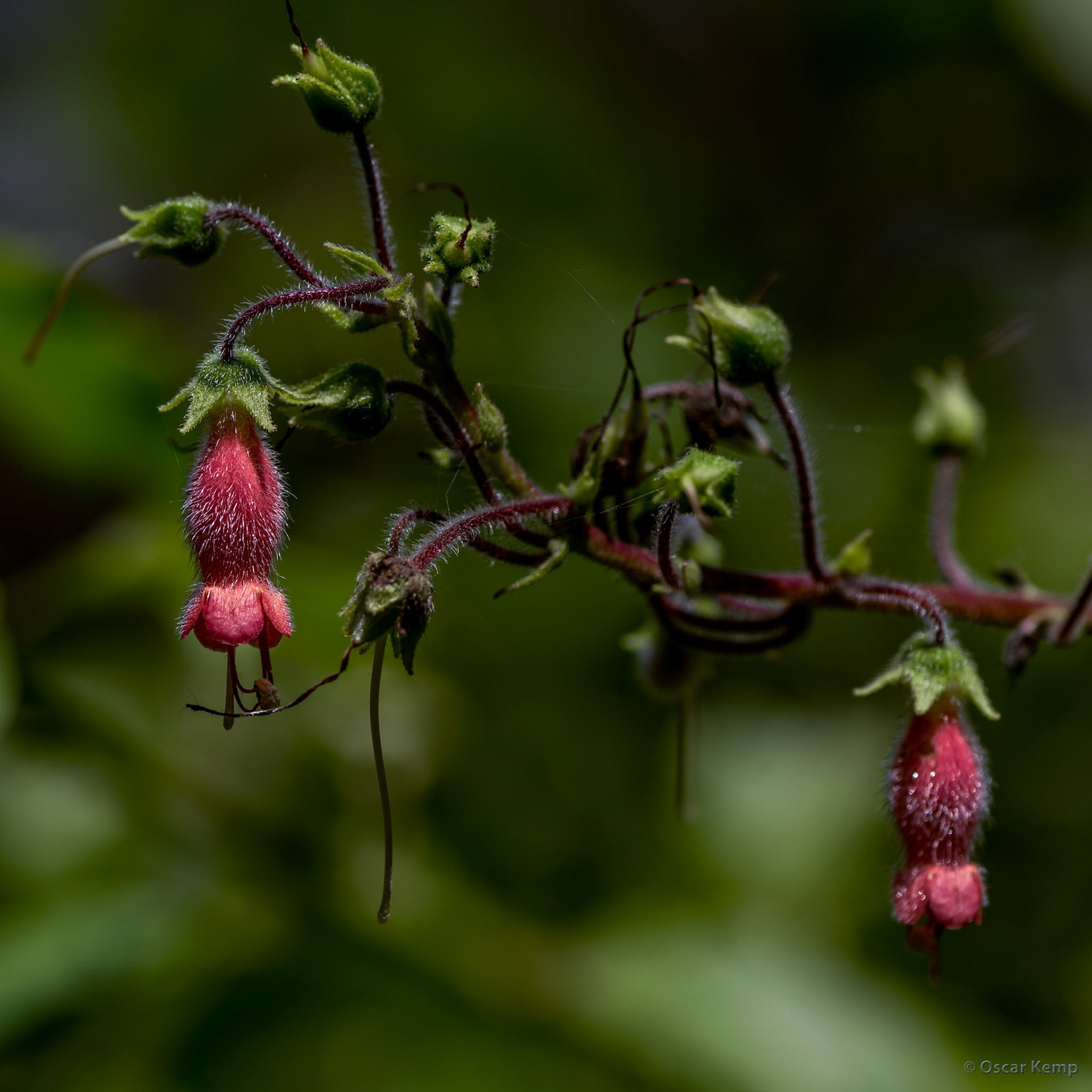 Argentinean Iguazú / Beautiful flowering shrub near falls probably Hardy red gloxinia (Sinningia sellovii) [2016 12]