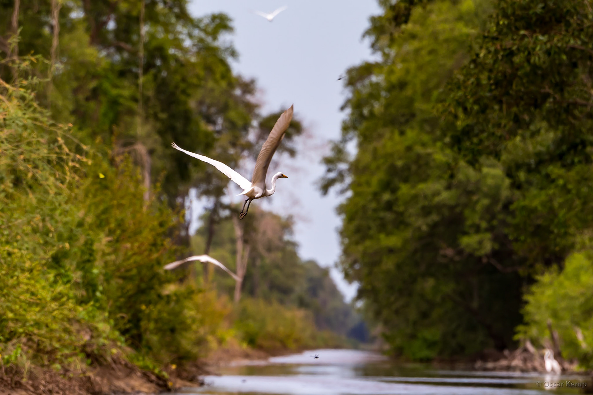 Graceful flight of the world-wide spread Great white egret (Ardea alba) aka Sabaku [Suriname/Bigi Pan, 2018 10]