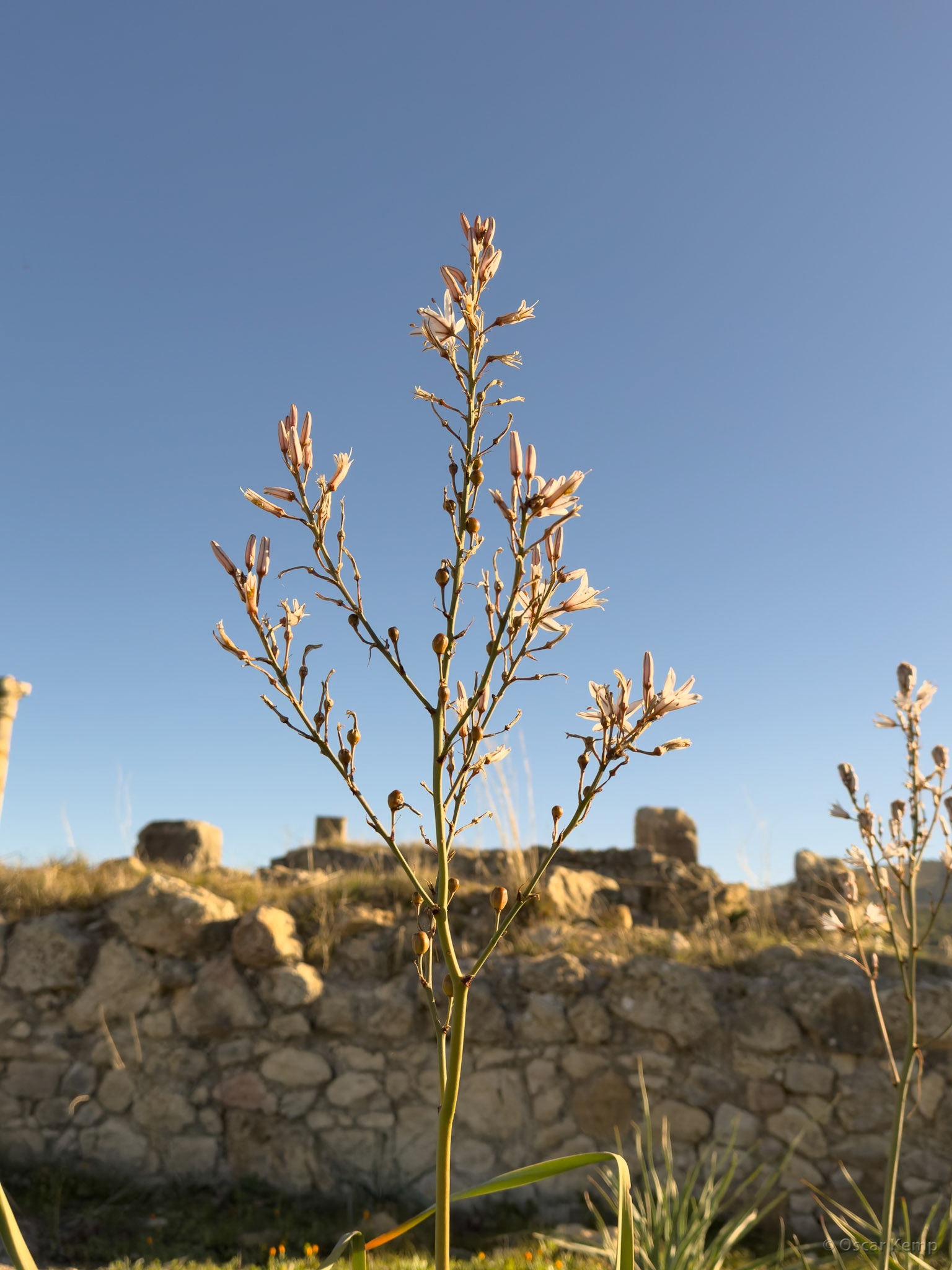Oualili / Branched asphodel (Asphodelus ramosus) flourishing among ruins [Marocco, 2025 02]
